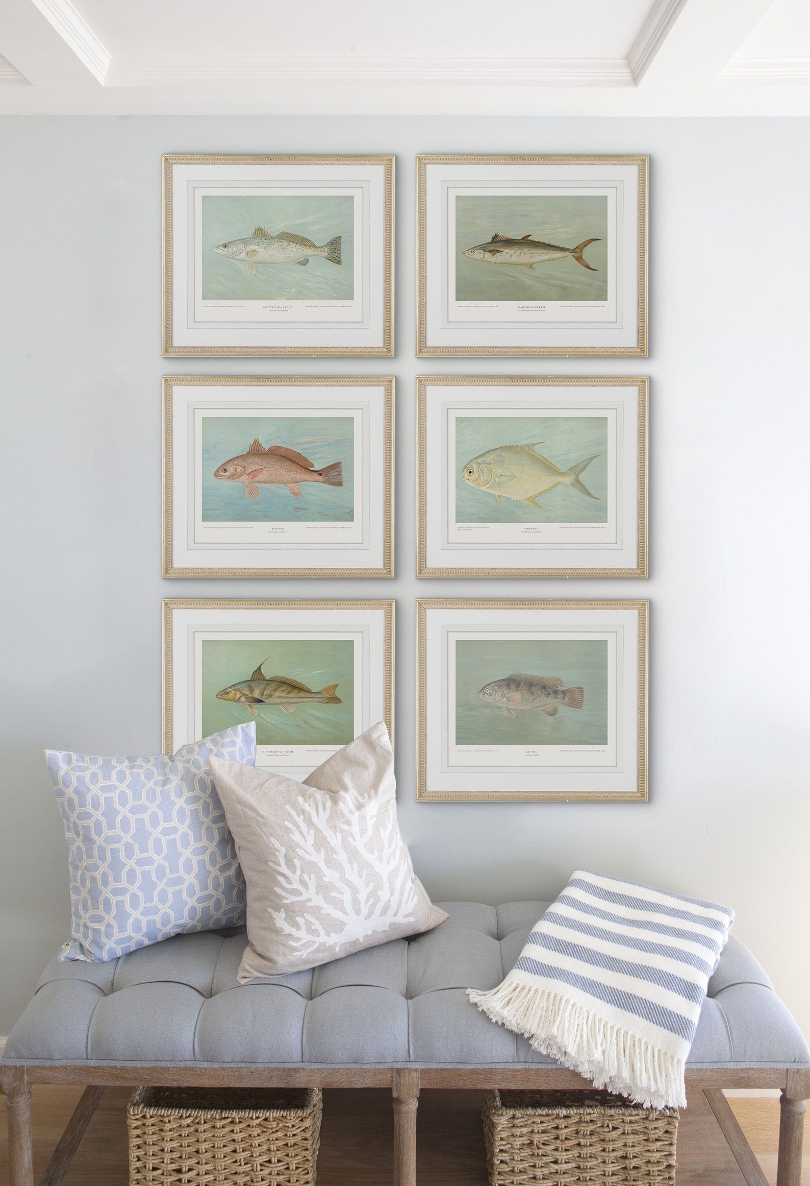 Saltwater Fish Illustrations - Cobia