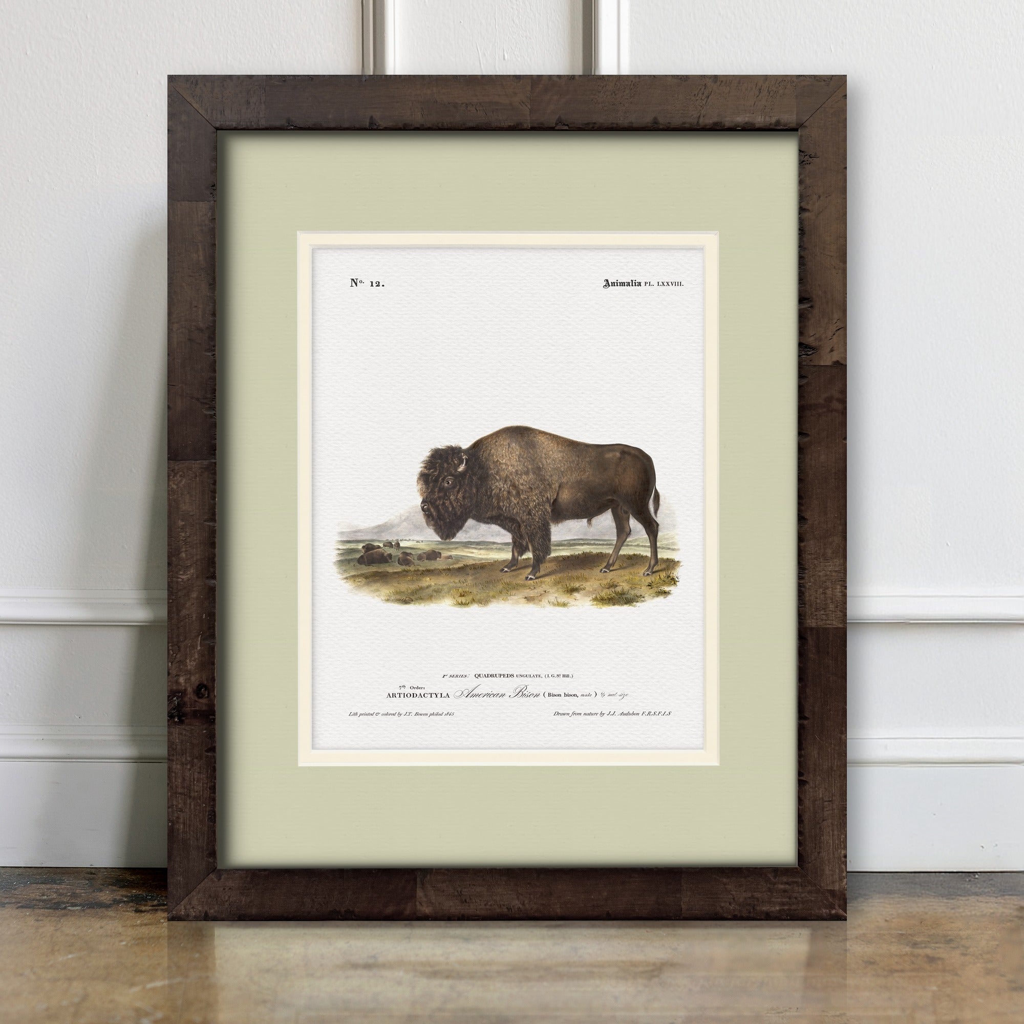 Big Game Illustrations - American Bison - room mockup