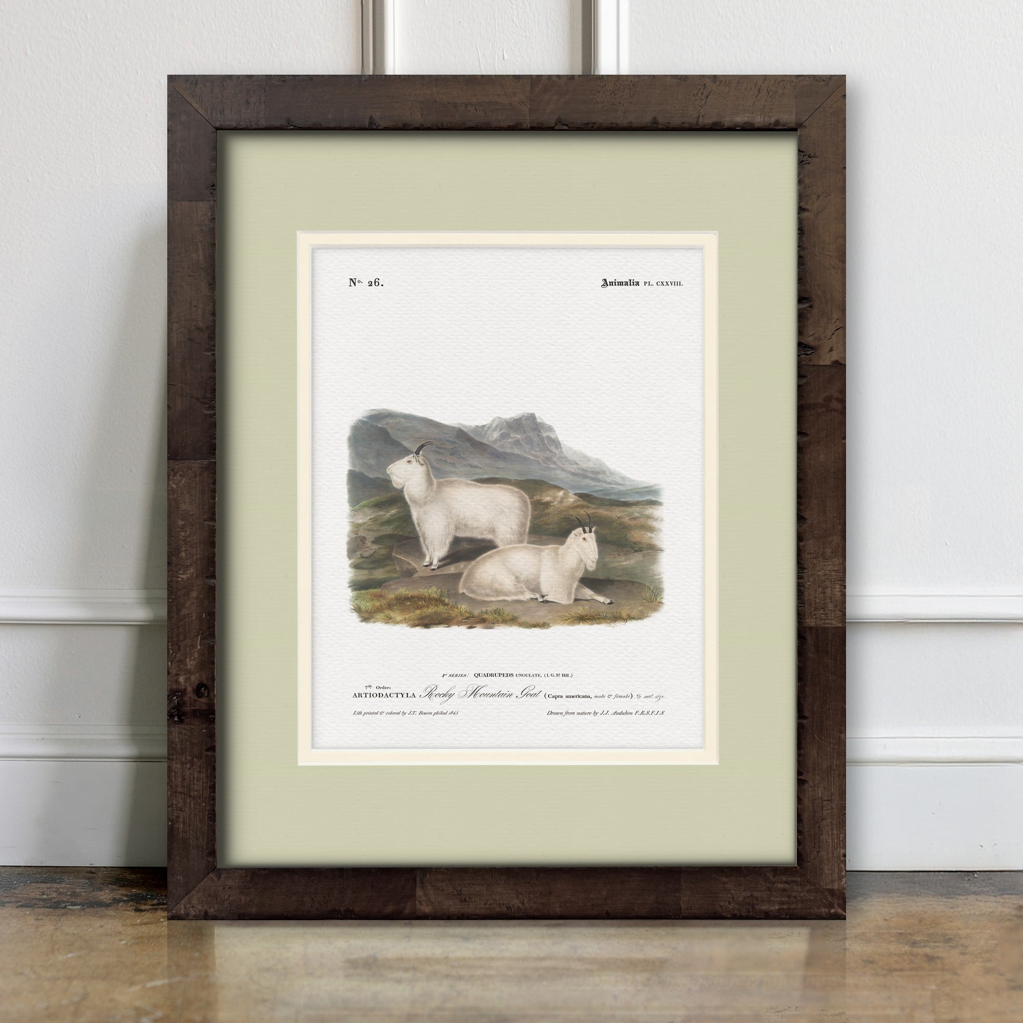 Big Game Illustrations - Rocky Mountain Goat - room mockup