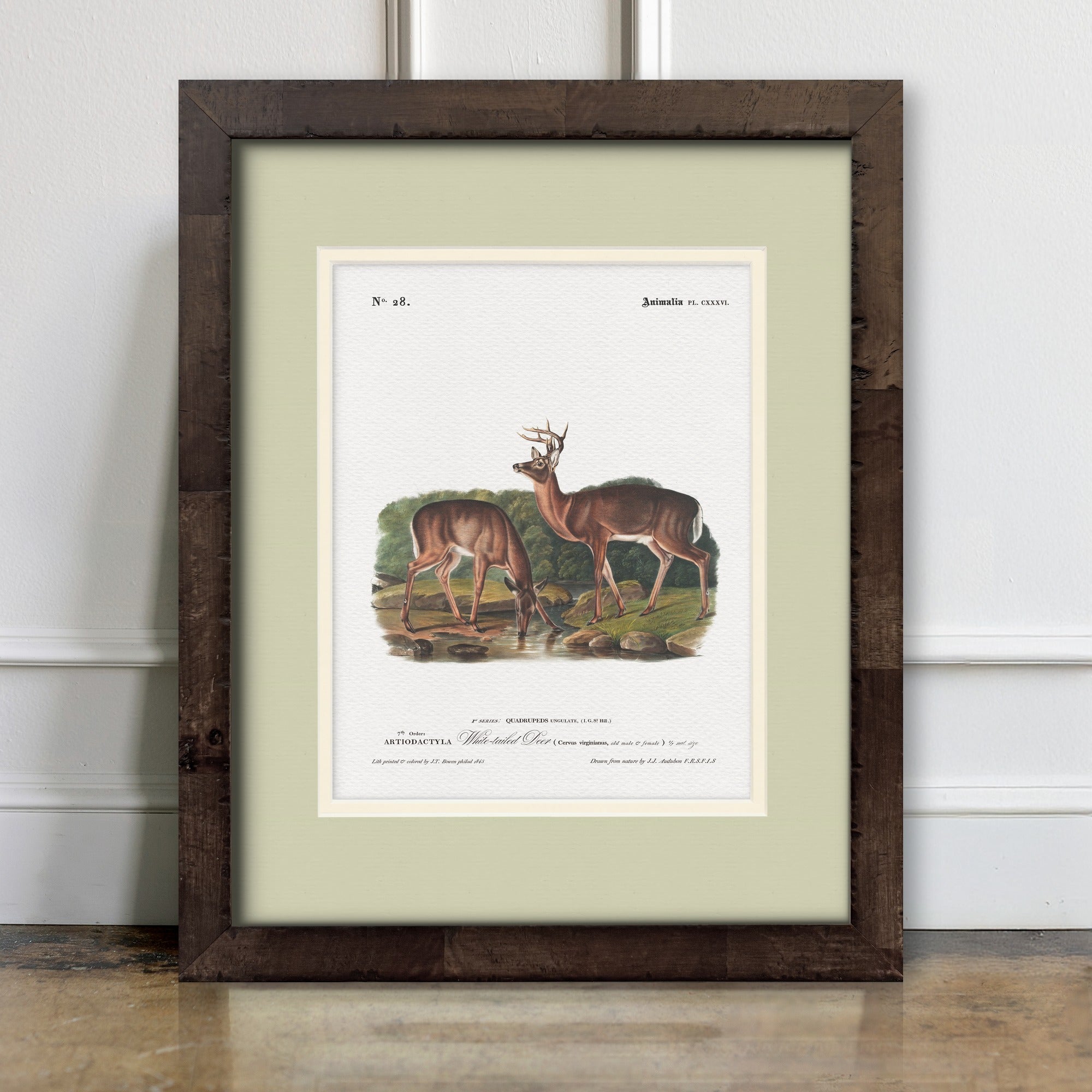 Big Game Illustrations - White-Tailed Deer - room mockup