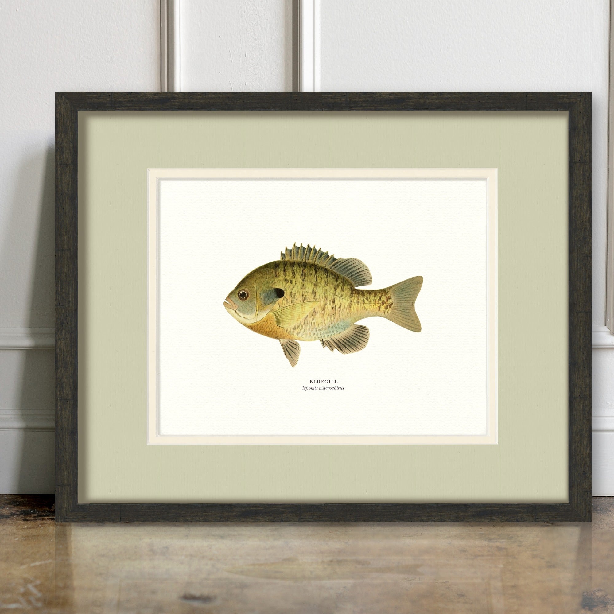 Freshwater Fish Illustrations - Bluegill - room mockup