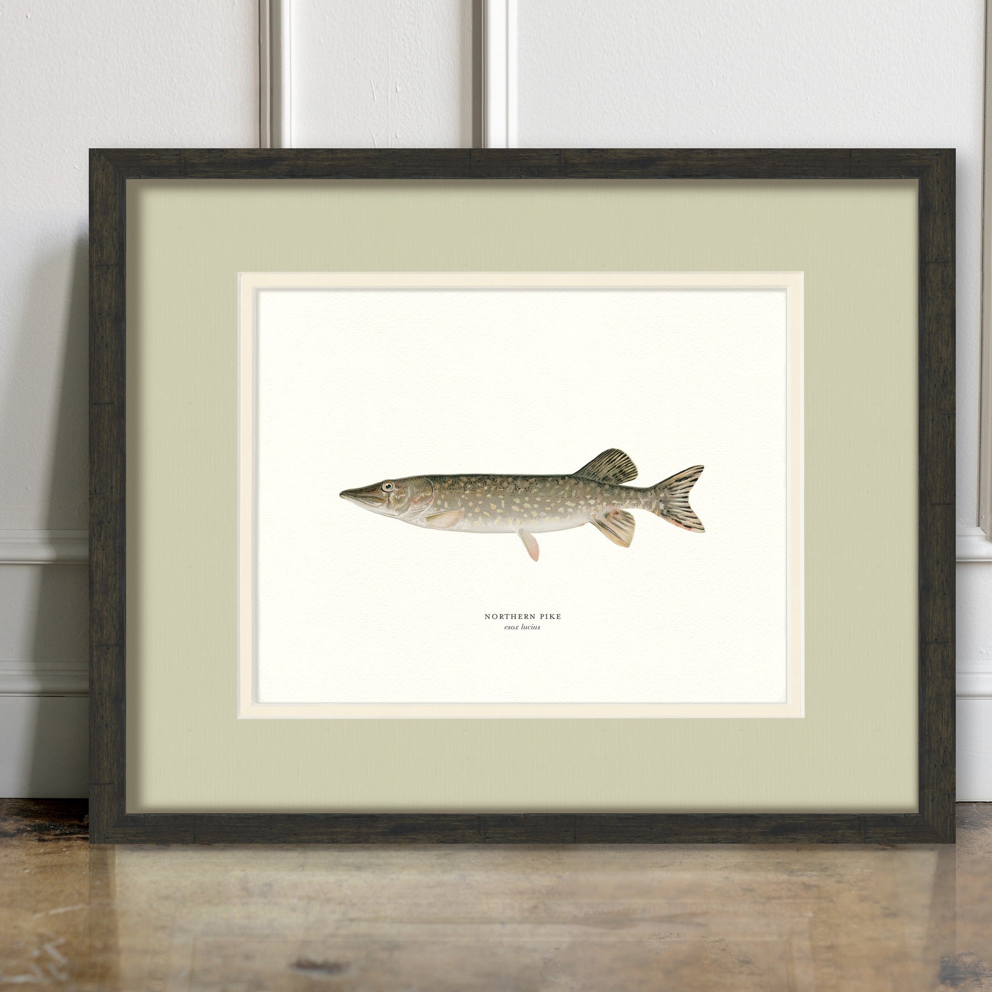 Freshwater Fish Illustrations - Northern Pike - room mockup