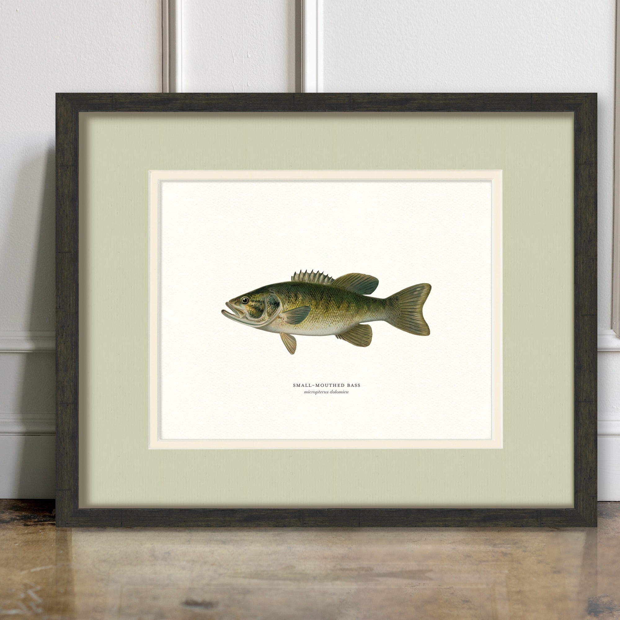 Freshwater Fish Illustrations - Small-Mouthed Bass - room mockup