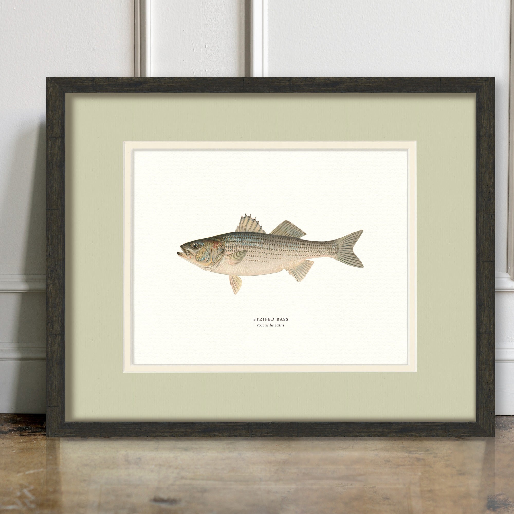 Freshwater Fish Illustrations - Striped Bass - room mockup