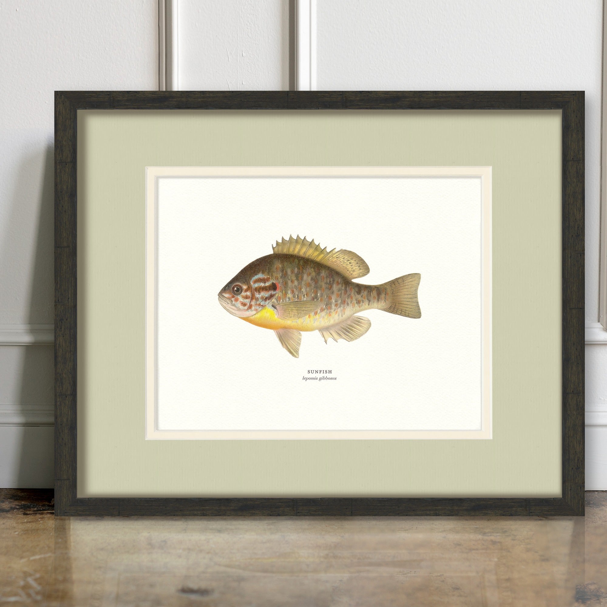 Freshwater Fish Illustrations - Sunfish - room mockup