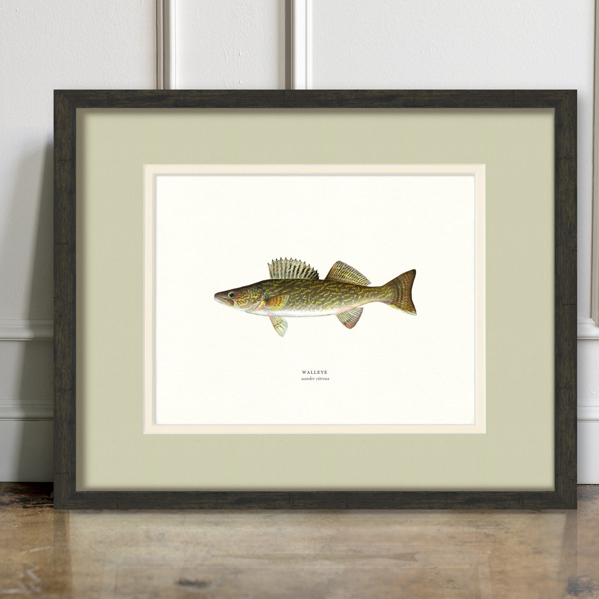 Freshwater Fish Illustrations - Walleye - room mockup