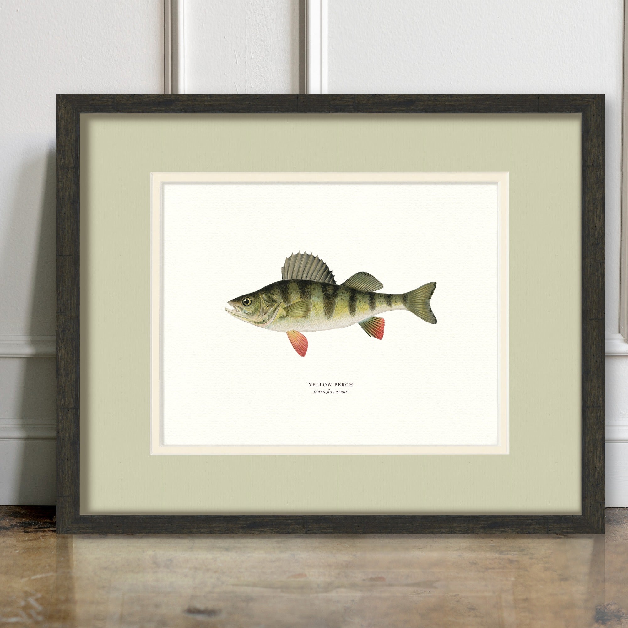 Freshwater Fish Illustrations - Yellow Perch - room mockup