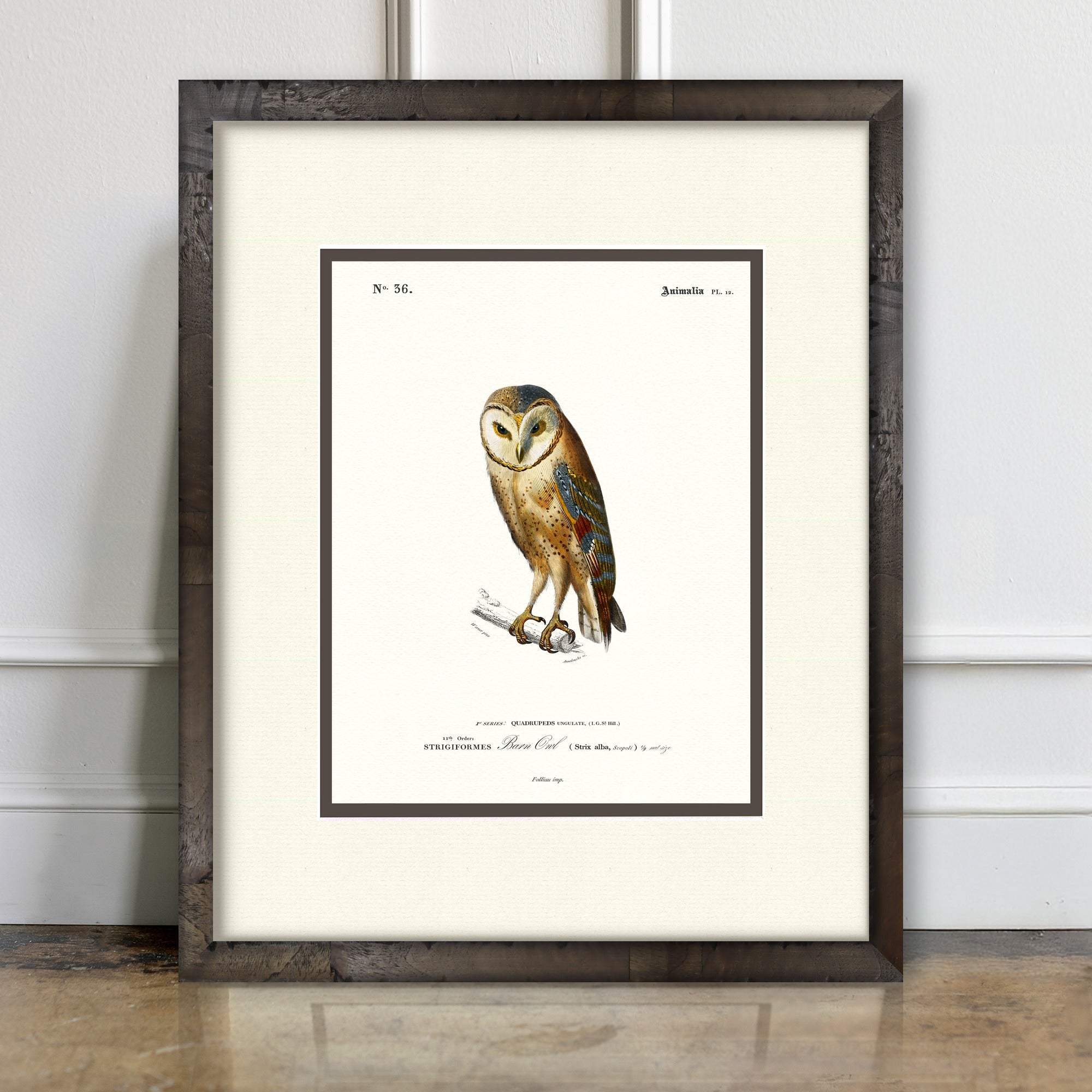 Woodland Illustrations - Barn Owl - room mockup