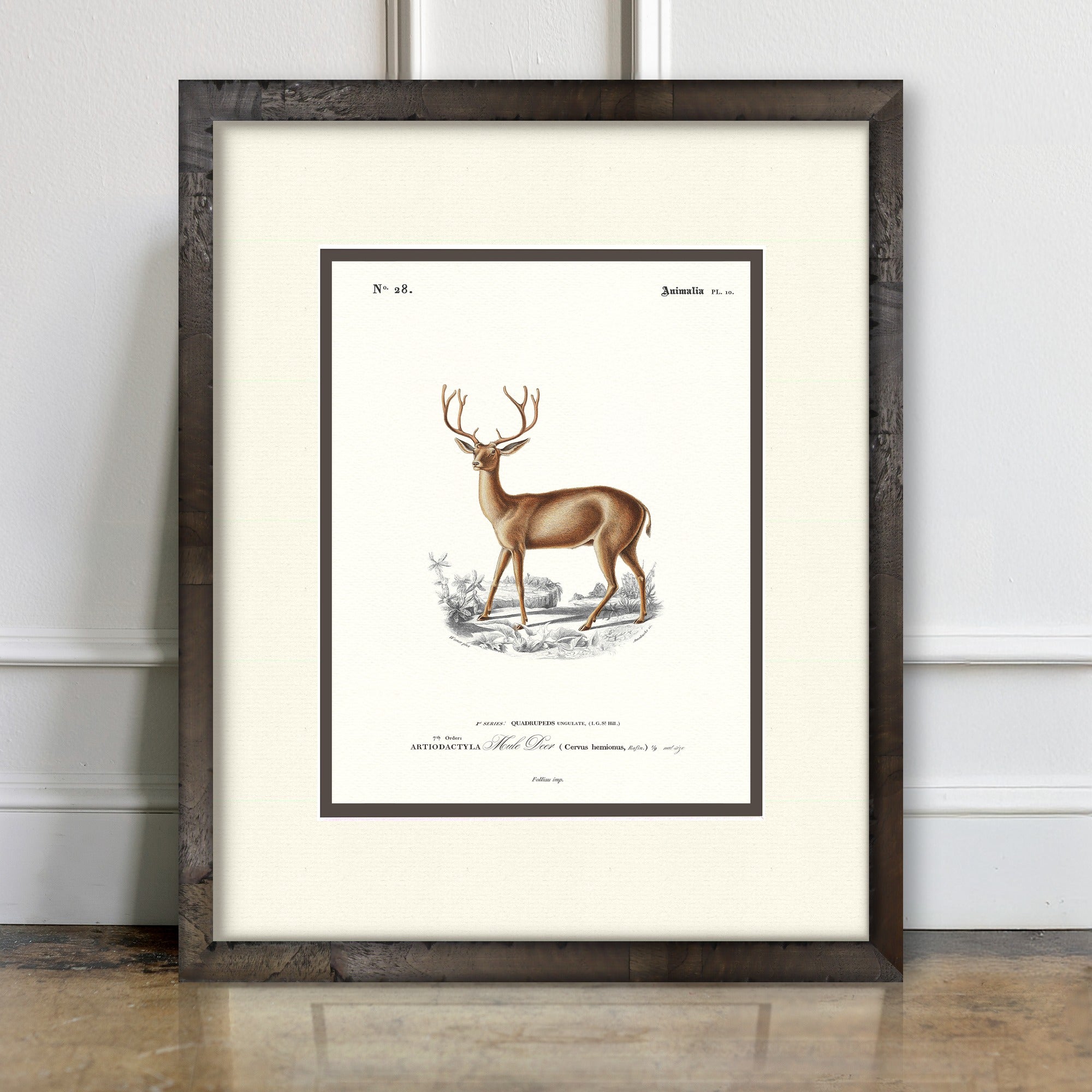 Woodland Illustrations - Mule Deer - room mockup