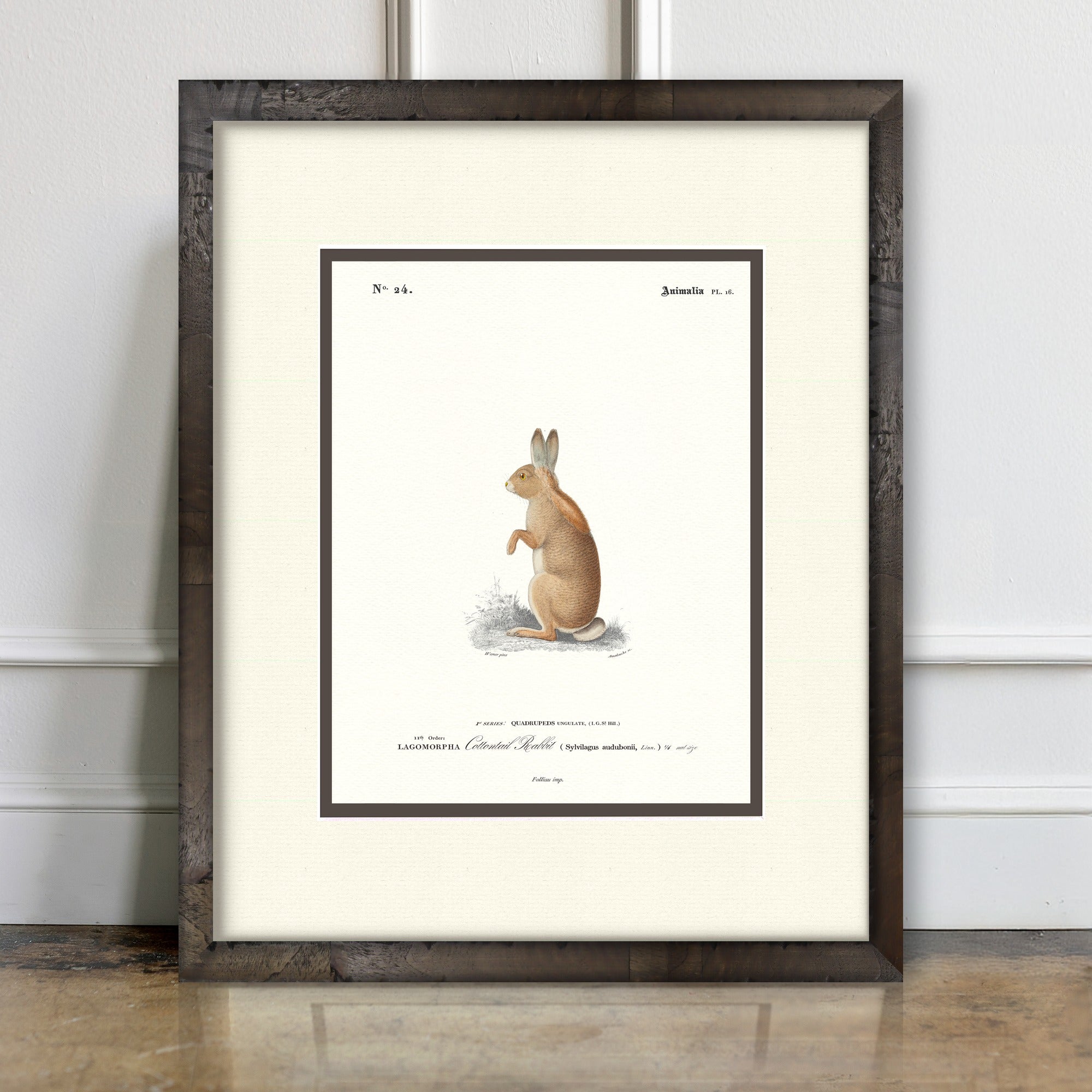 Woodland Illustrations - Cottontail Rabbit - room mockup