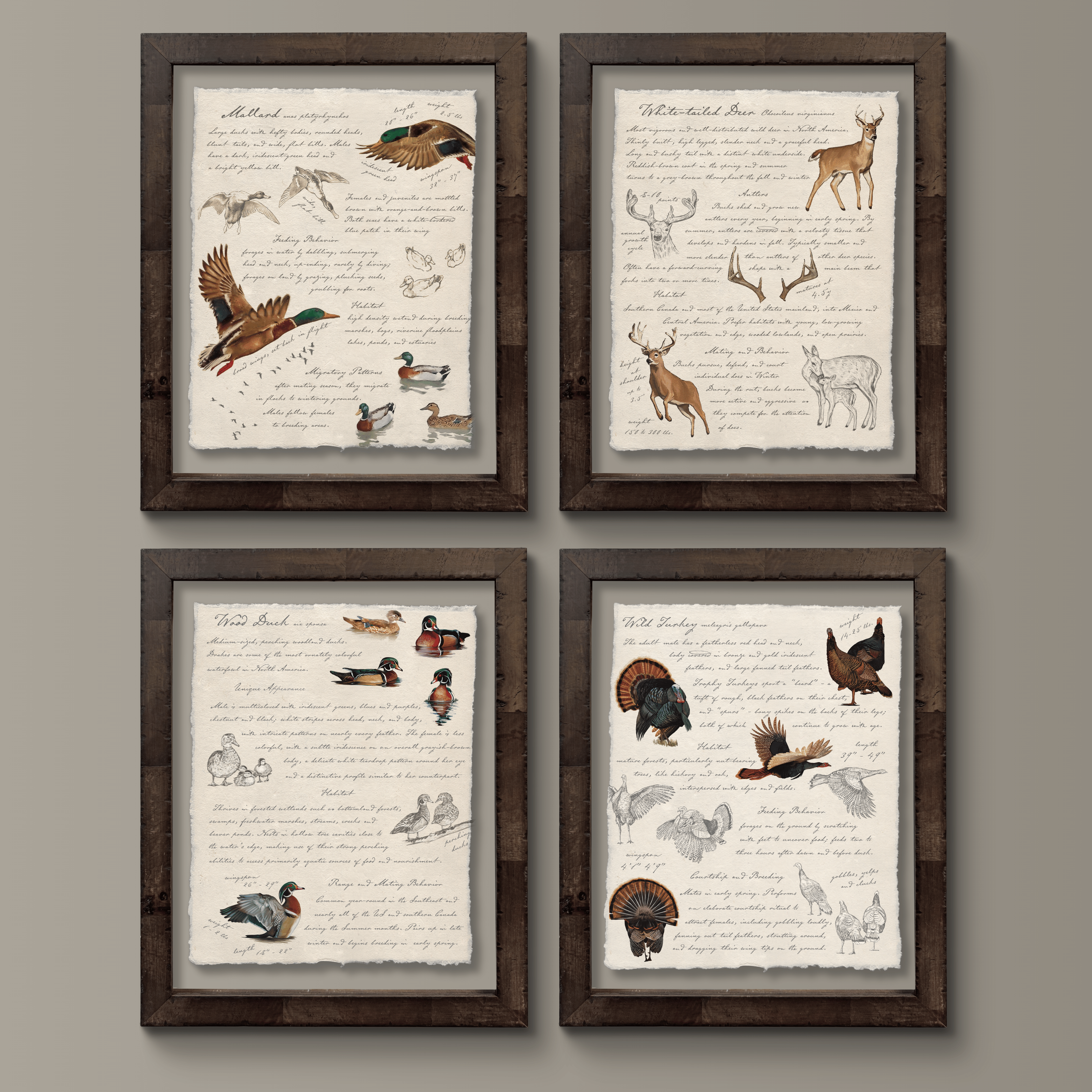 Hunting Field Guides - Wood Duck