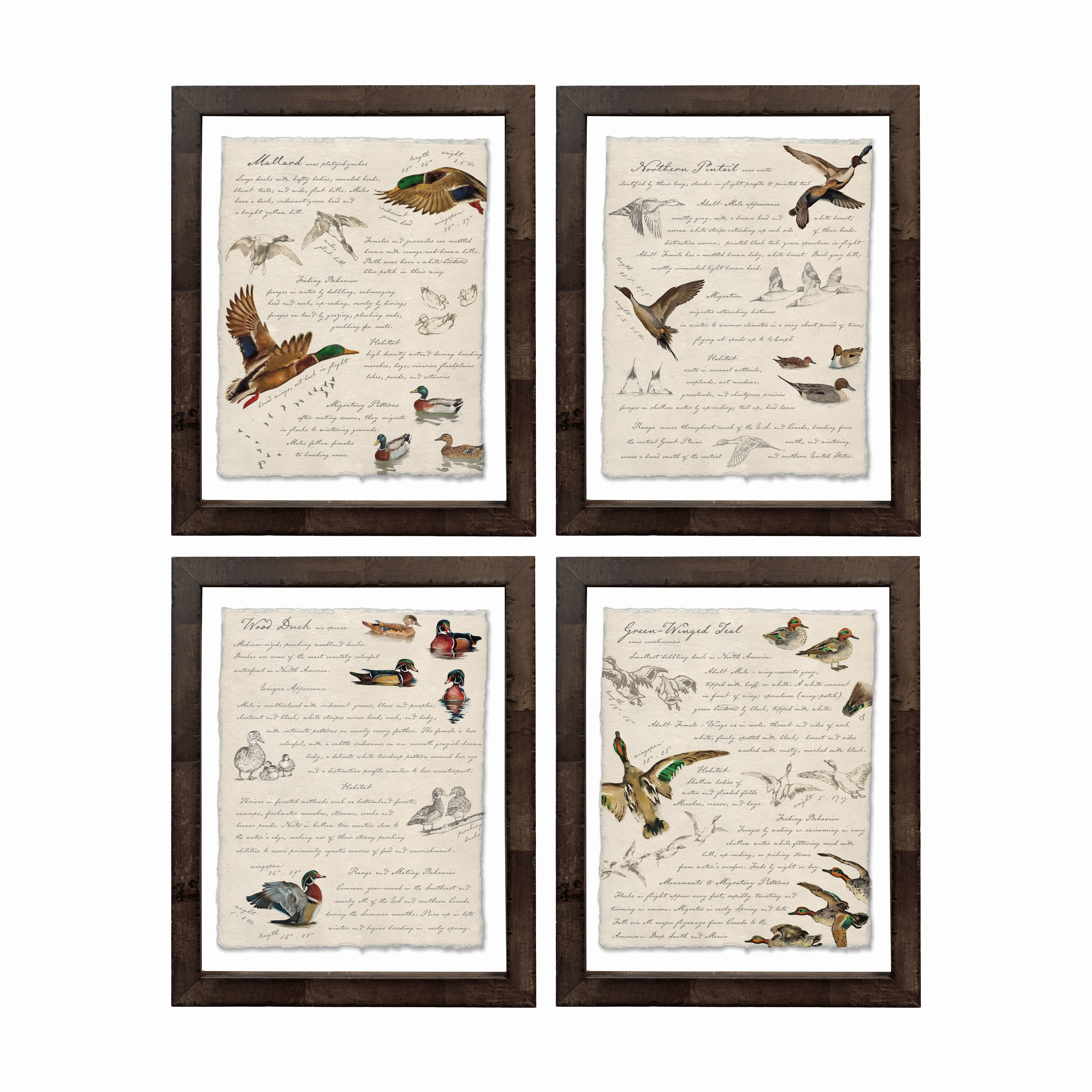 Hunting Field Guides - Set of 4 Ducks