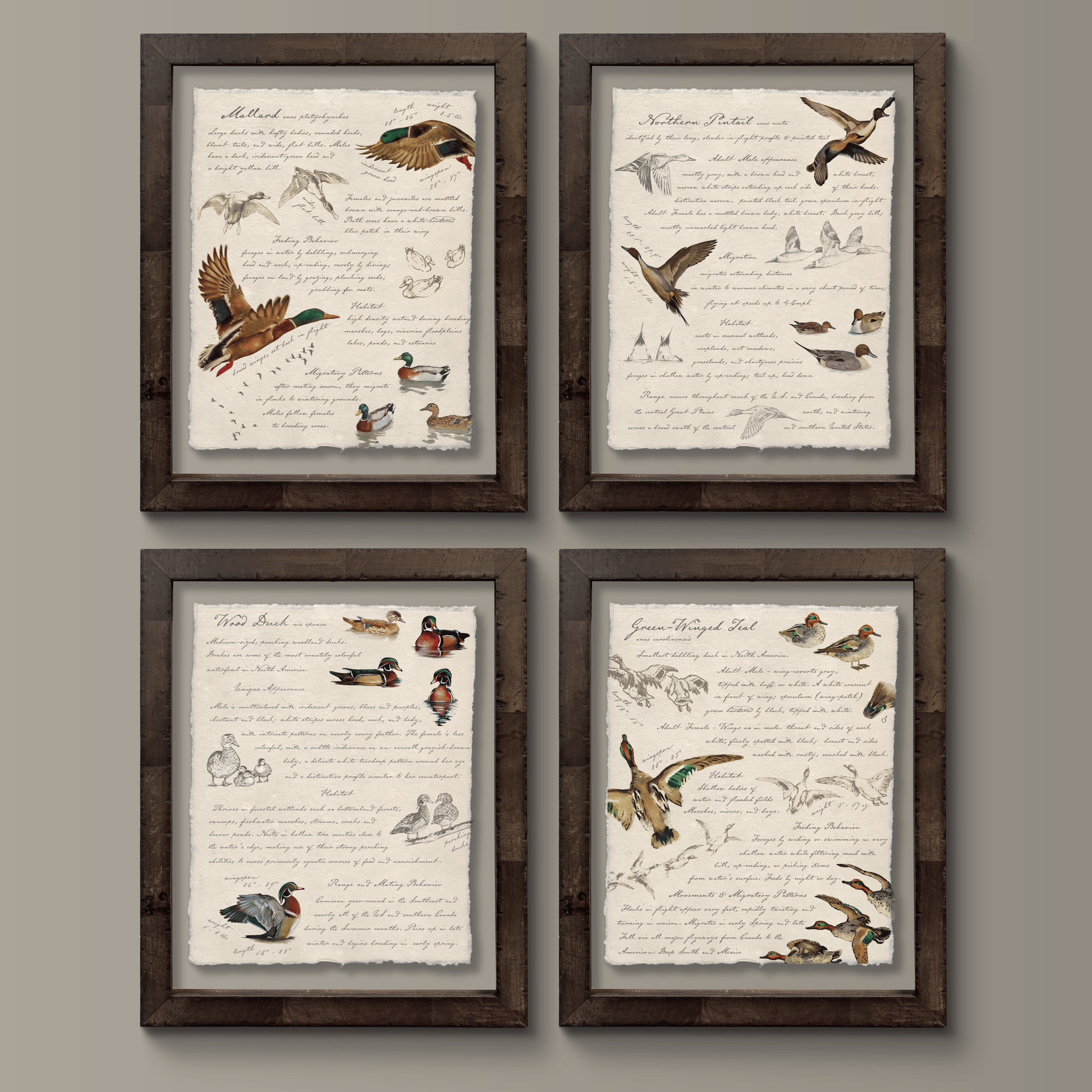 Hunting Field Guides - Wood Duck