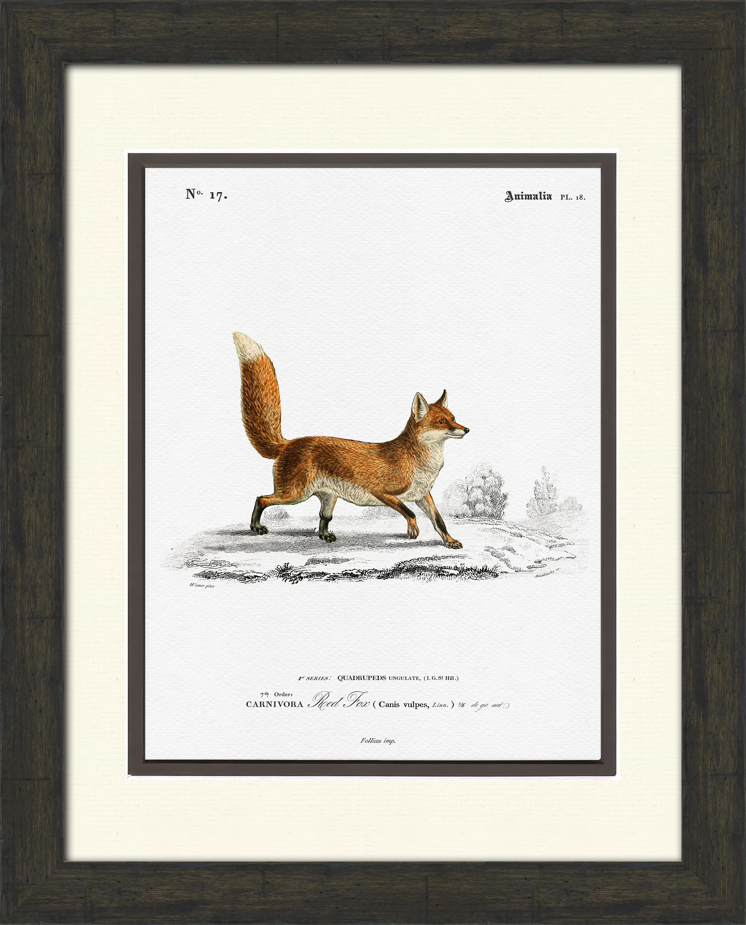 Woodland Illustrations - Set of 6