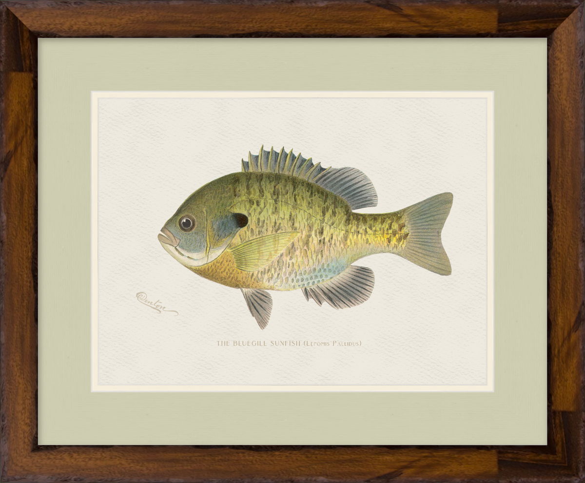 Freshwater Fish Illustrations - Bluegill Sunfish