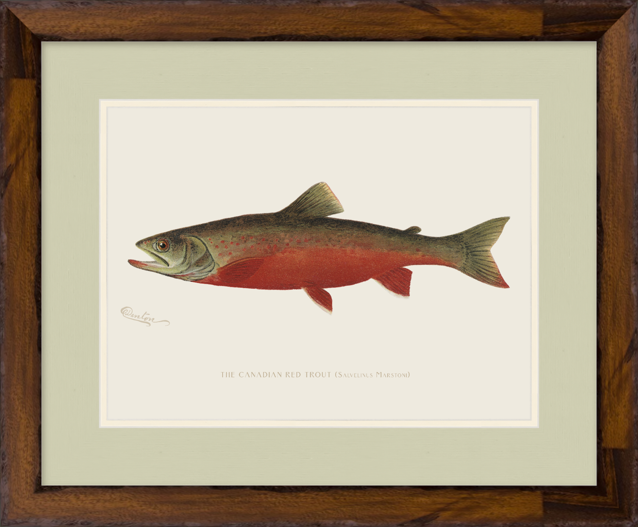 Freshwater Fish Illustrations - Canadian Red Trout