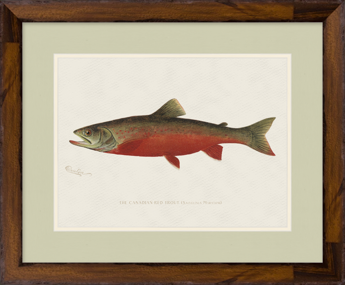 Freshwater Fish Illustrations - Canadian Red Trout
