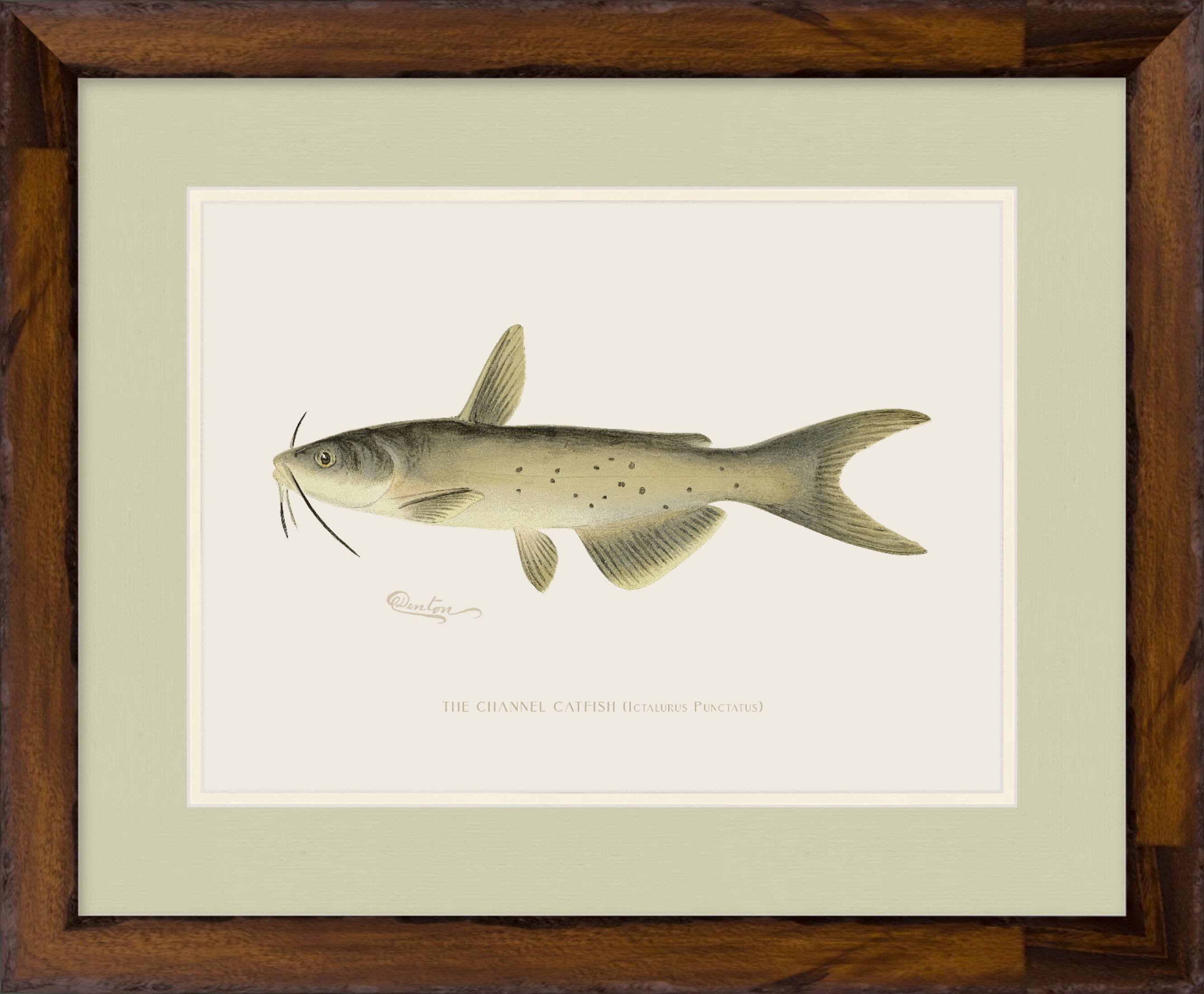 Freshwater Fish Illustrations - Channel Catfish