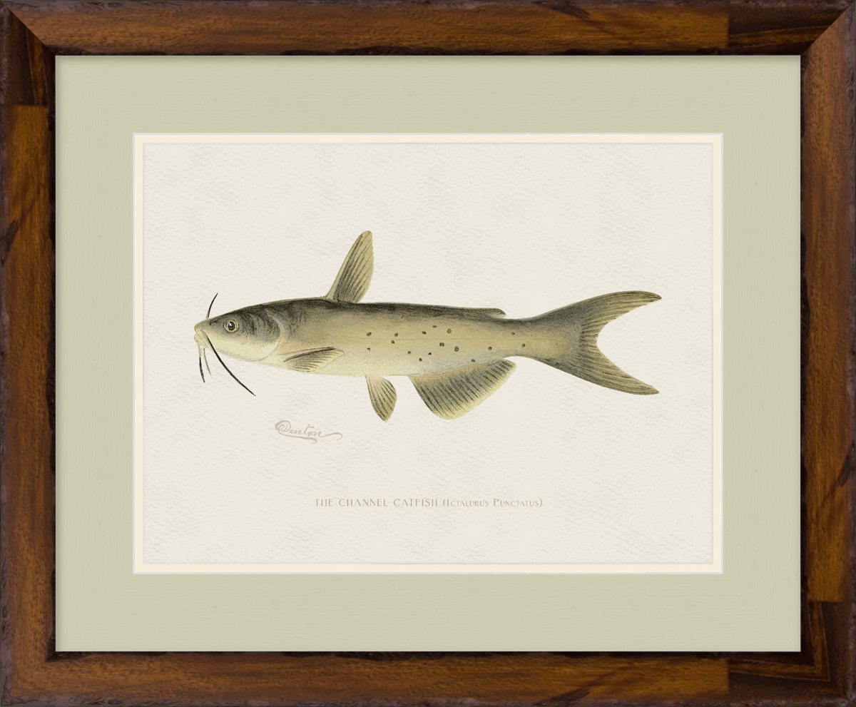 Freshwater Fish Illustrations - Channel Catfish