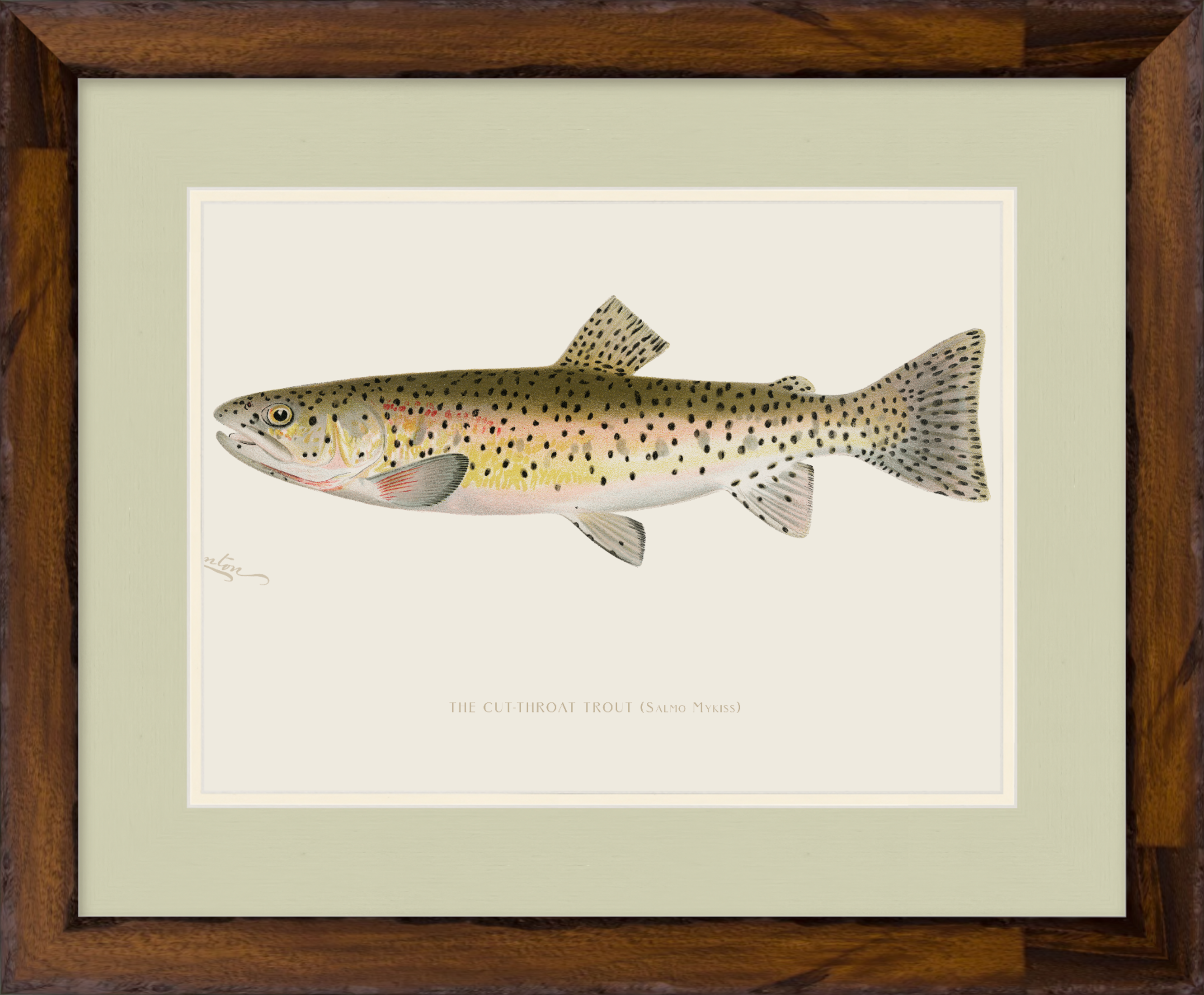 Freshwater Fish Illustrations - Cut-throat Trout