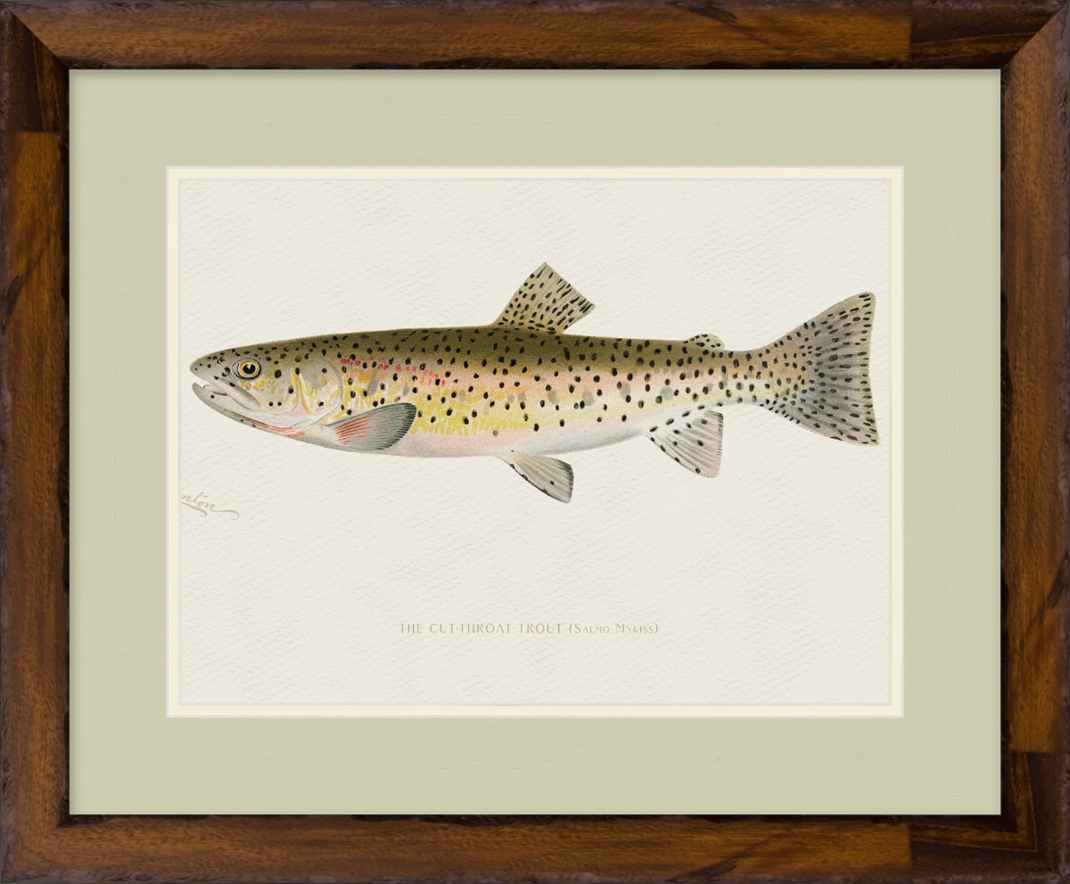 Freshwater Fish Illustrations - Cut-throat Trout
