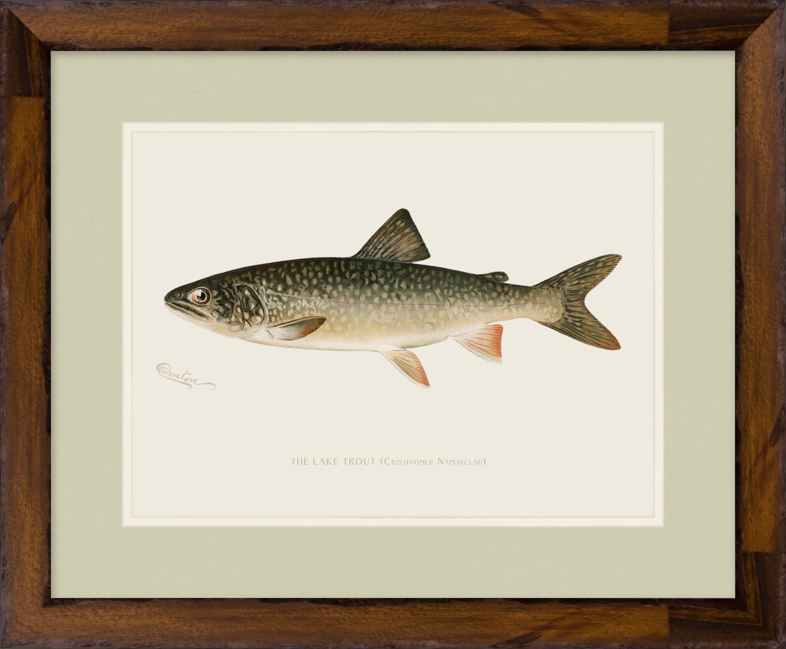Freshwater Fish Illustrations - Lake Trout