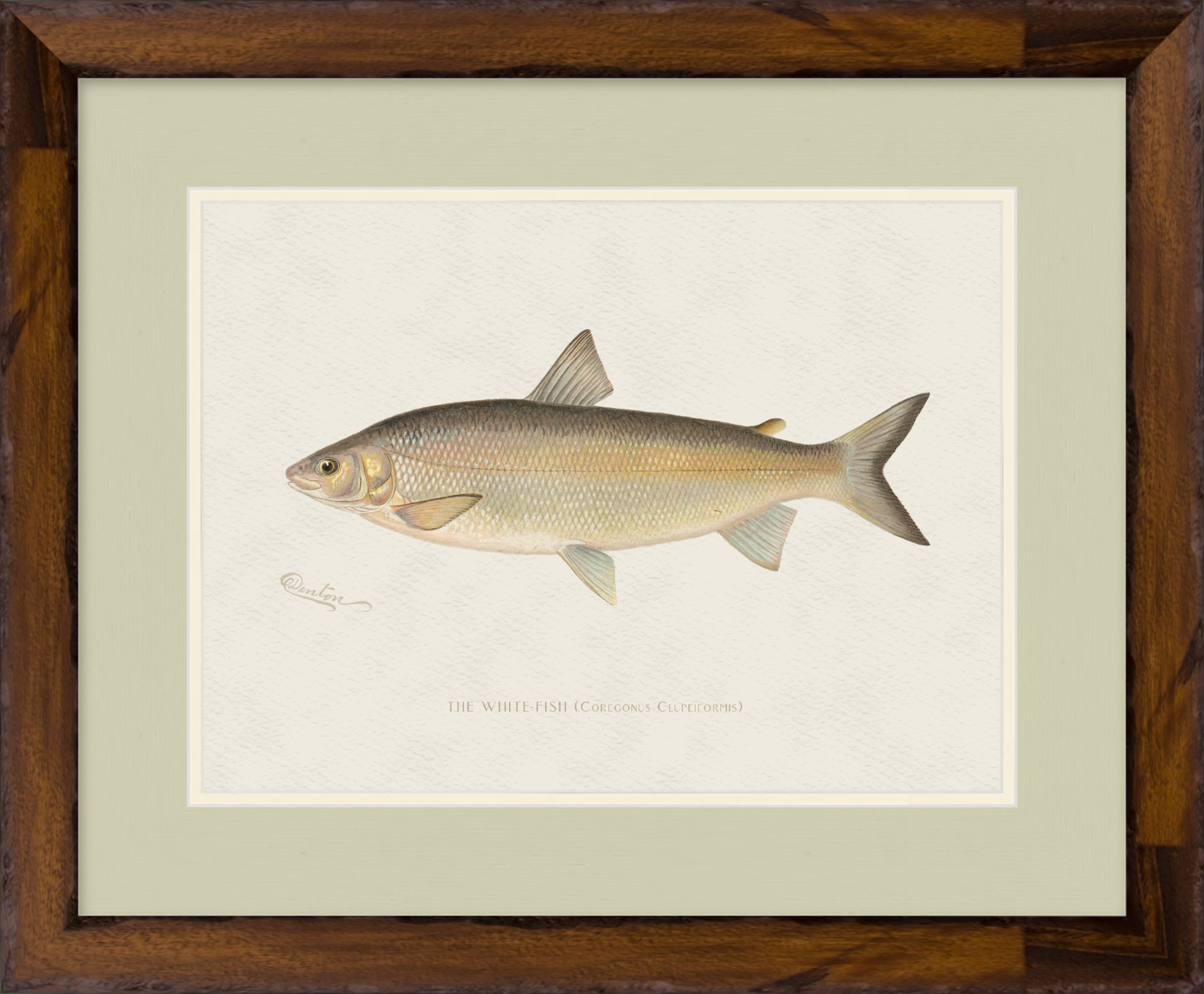 Freshwater Fish Illustrations - Lake Whitefish