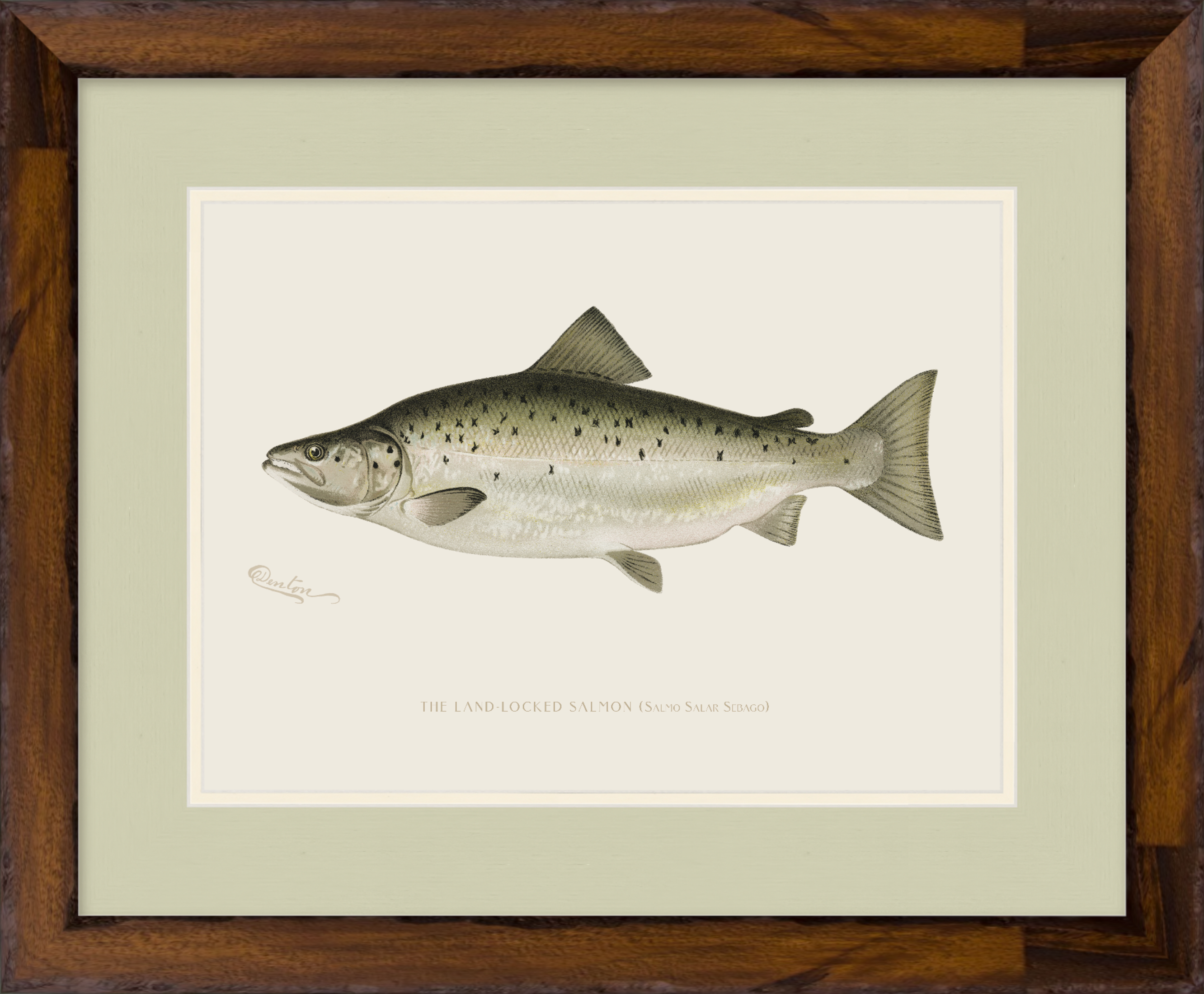 Freshwater Fish Illustrations - Landlocked Salmon