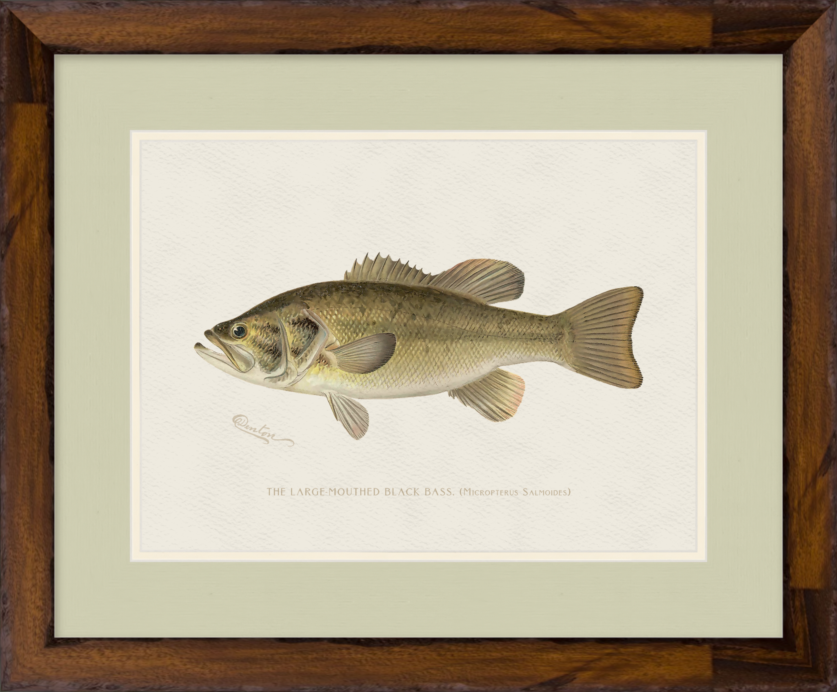Freshwater Fish Illustrations - Large-Mouthed Bass