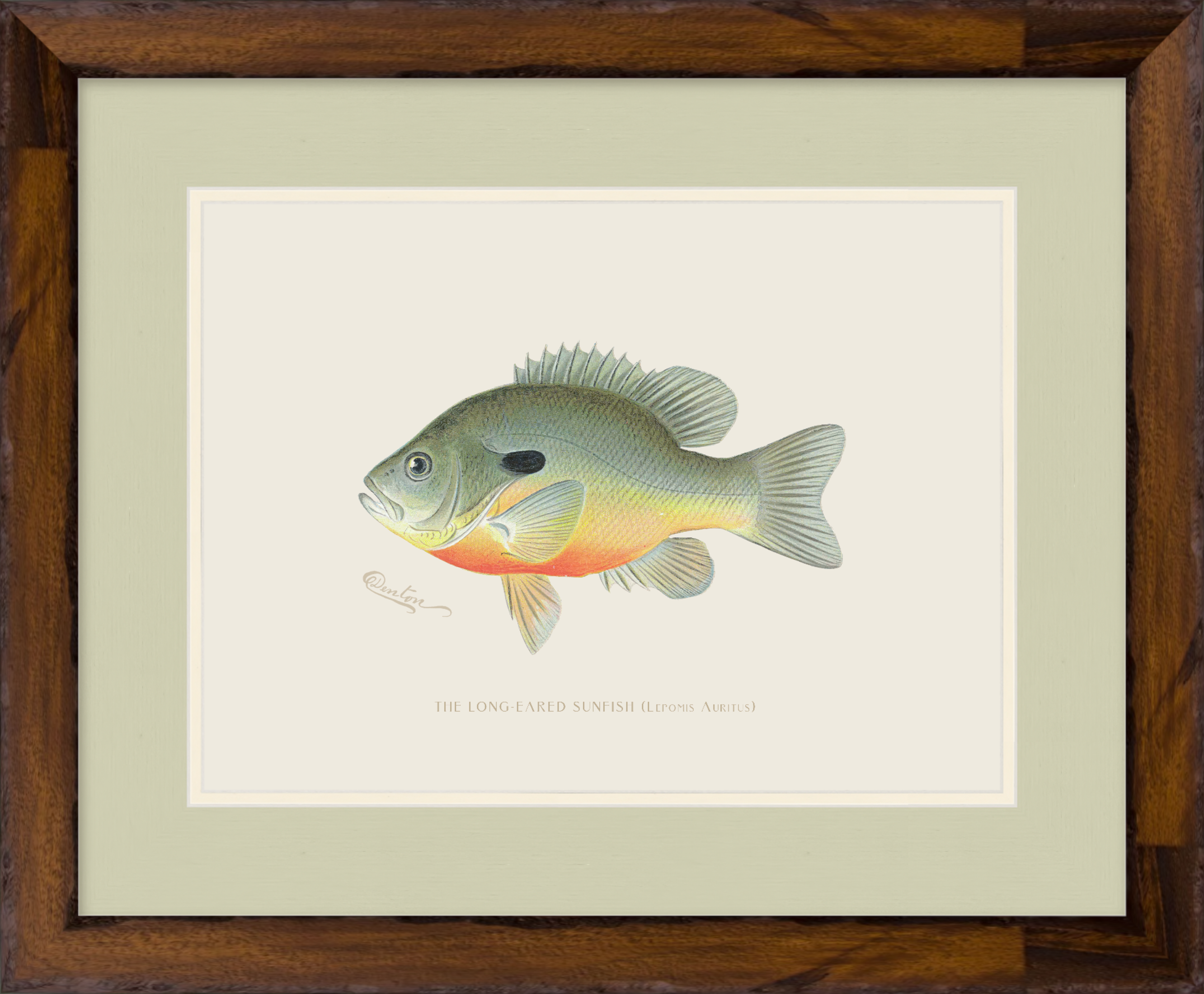 Freshwater Fish Illustrations - Long-Eared Sunfish