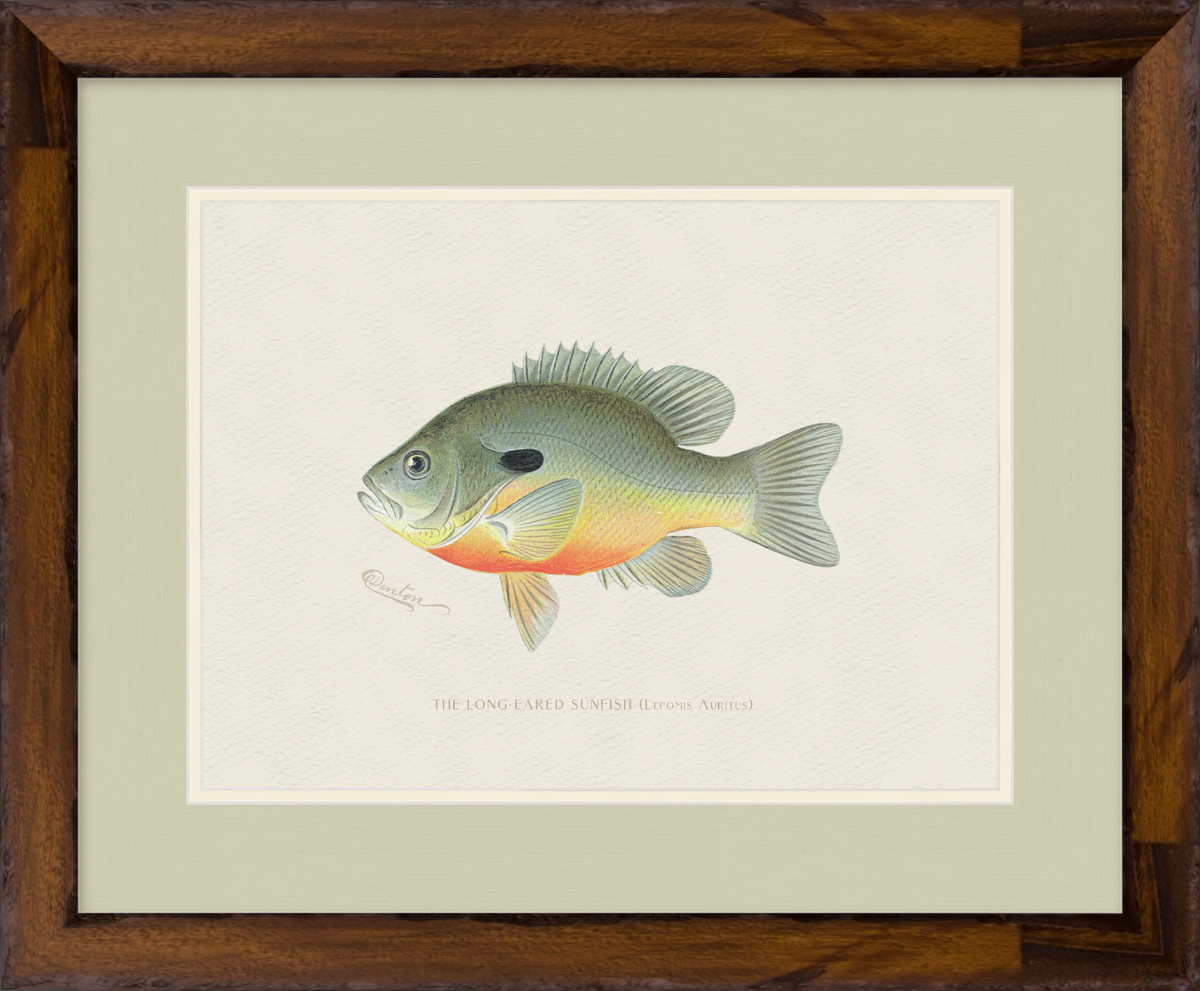 Freshwater Fish Illustrations - Long-Eared Sunfish