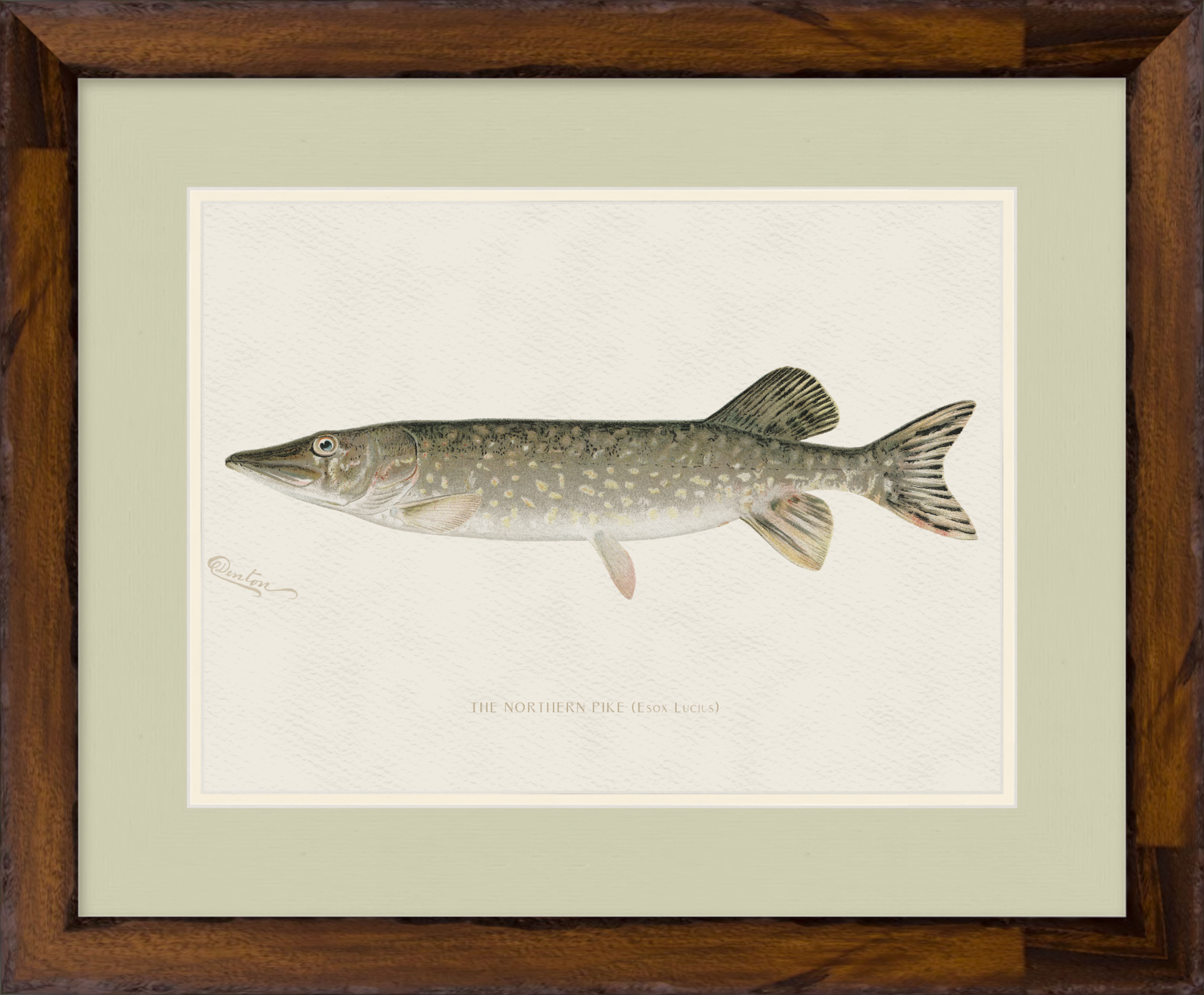 Freshwater Fish Illustrations - Northern Pike