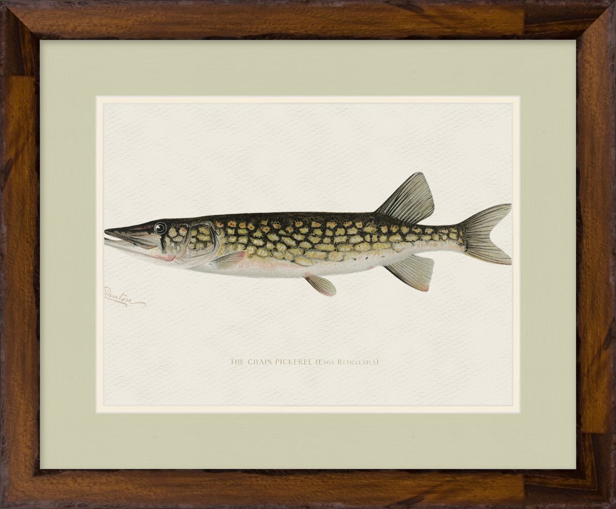 Freshwater Fish Illustrations - Pickerel