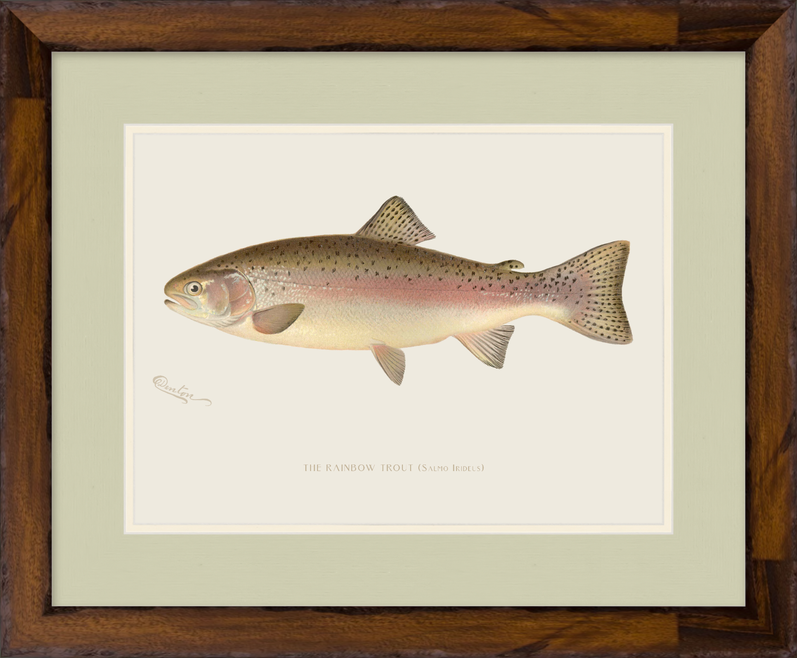 Freshwater Fish Illustrations - Rainbow Trout