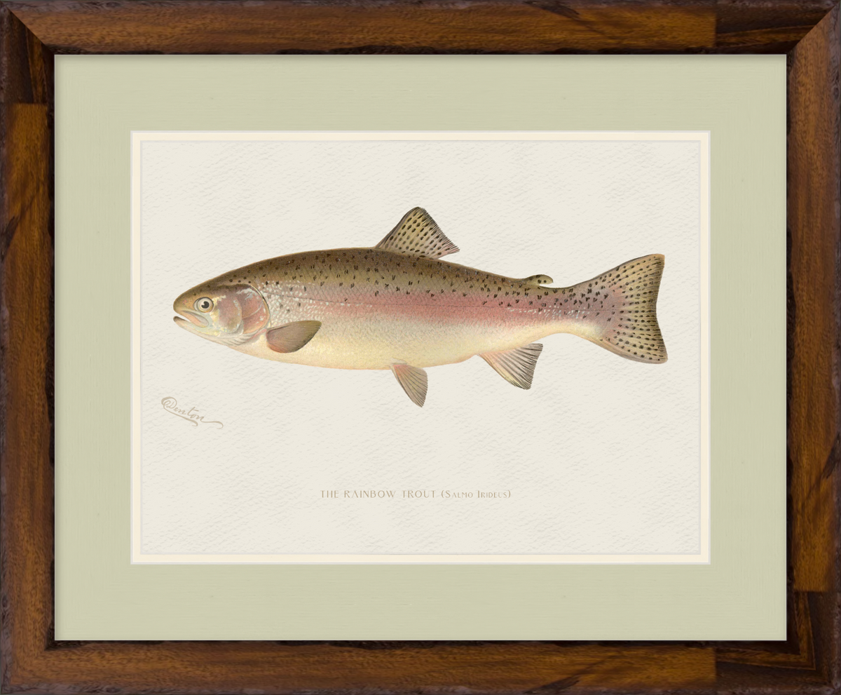 Freshwater Fish Illustrations - Rainbow Trout