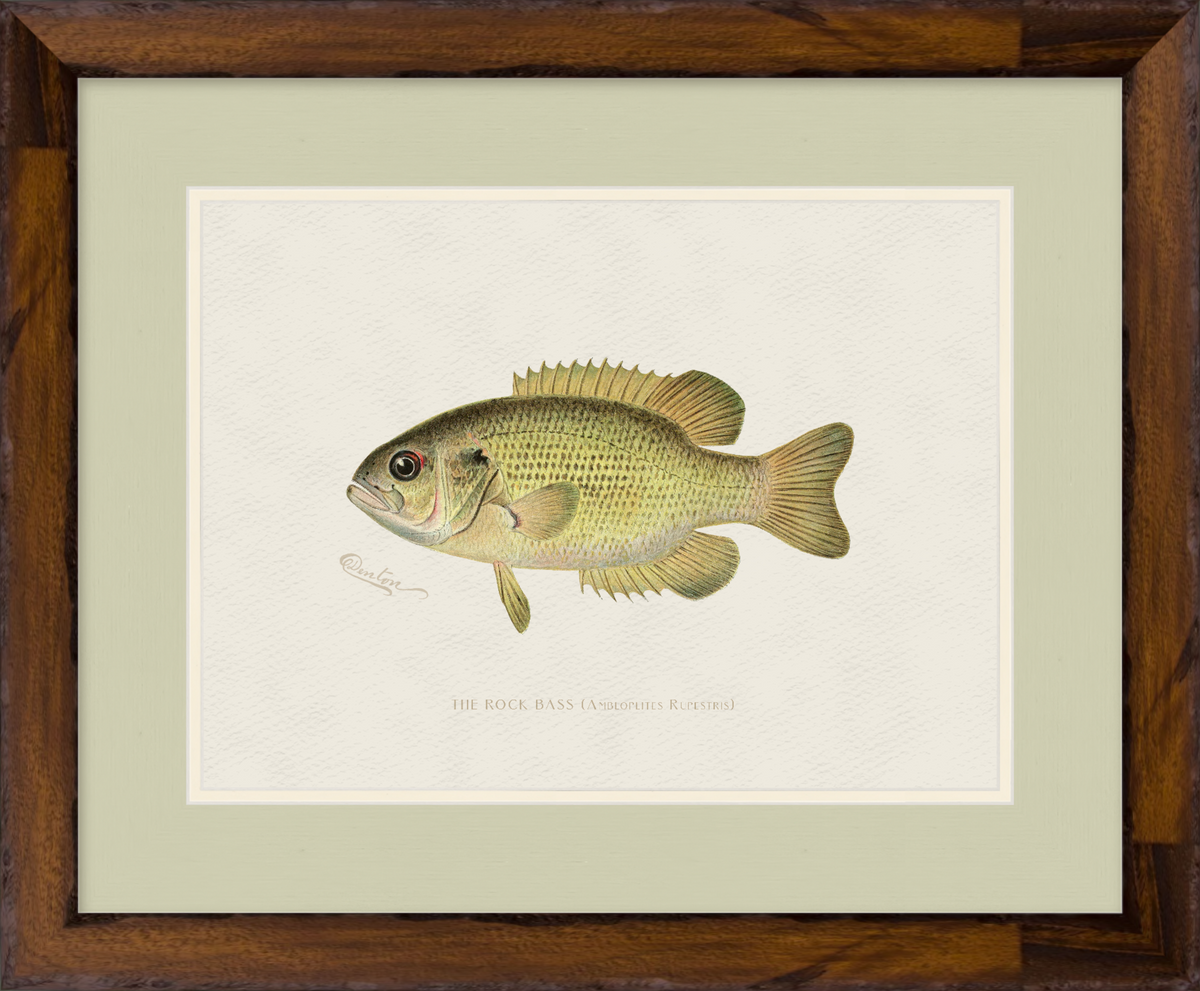 Freshwater Fish Illustrations - Rock Bass