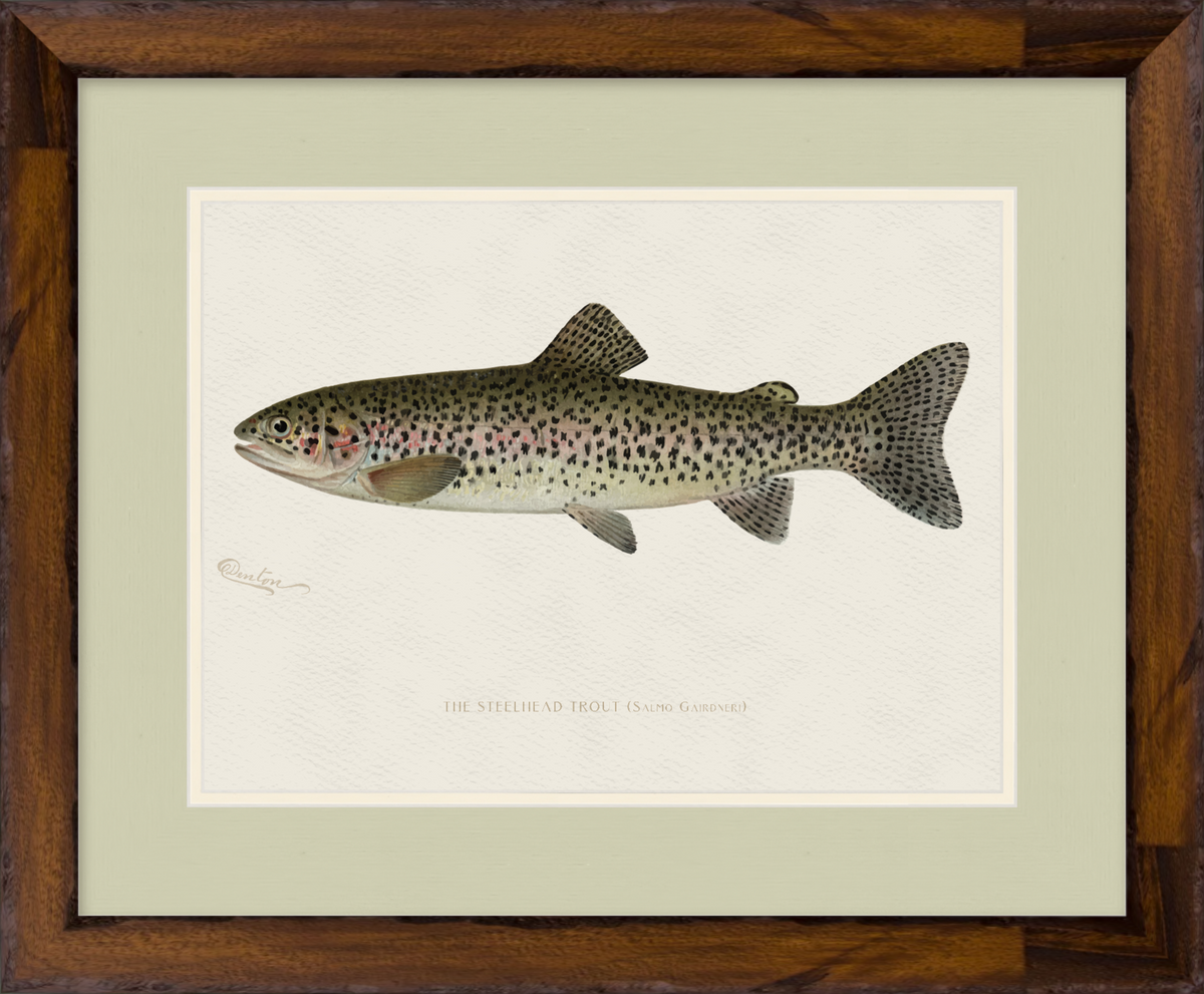 Freshwater Fish Illustrations - Steelhead Trout