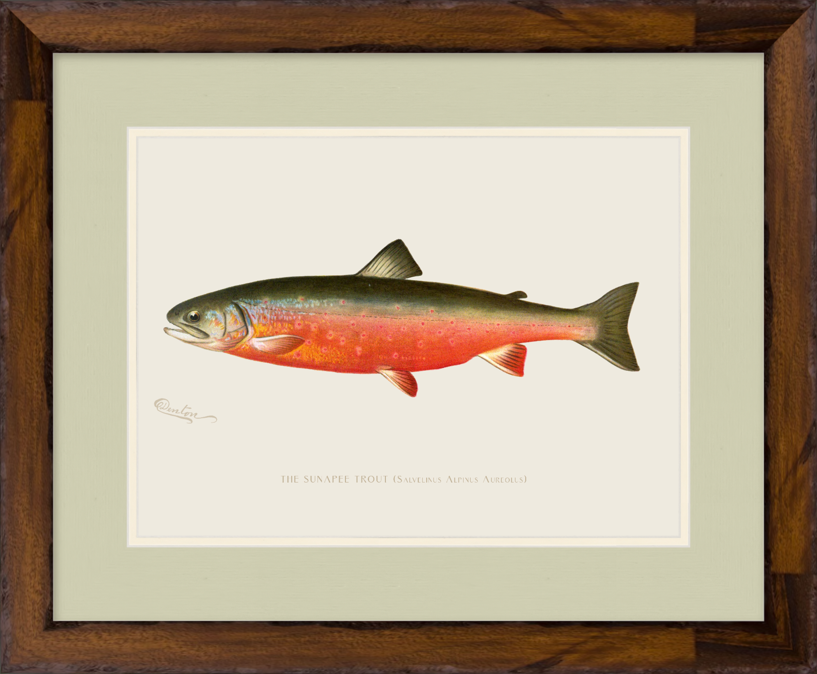 Freshwater Fish Illustrations - Sunapee Trout
