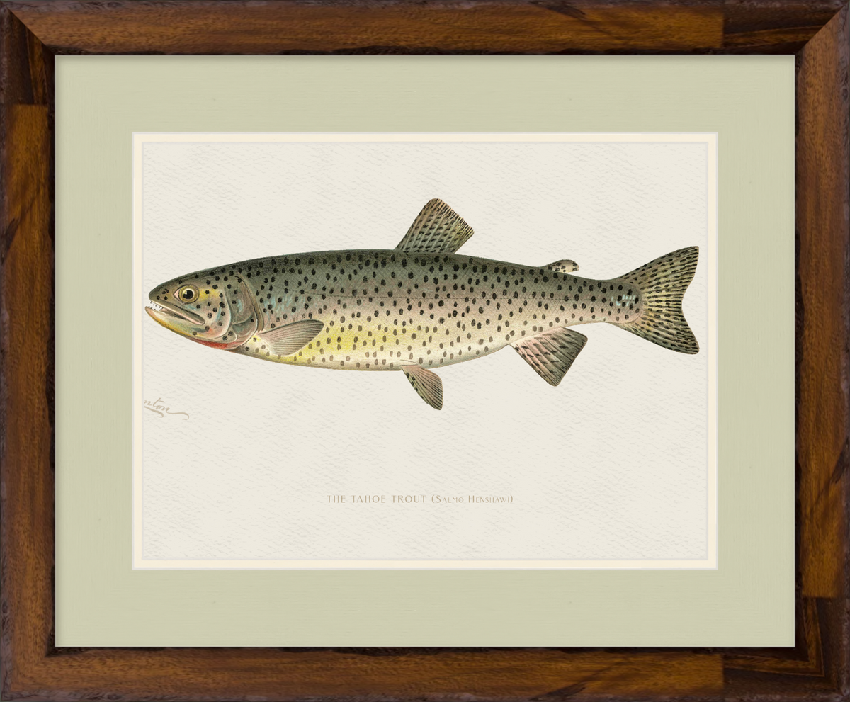 Freshwater Fish Illustrations - Tahoe Trout