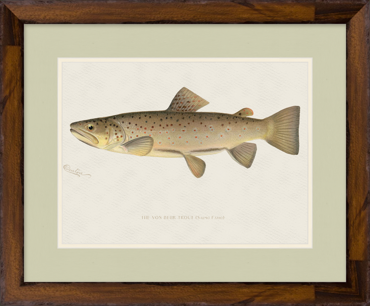 Freshwater Fish Illustrations - Brown Trout