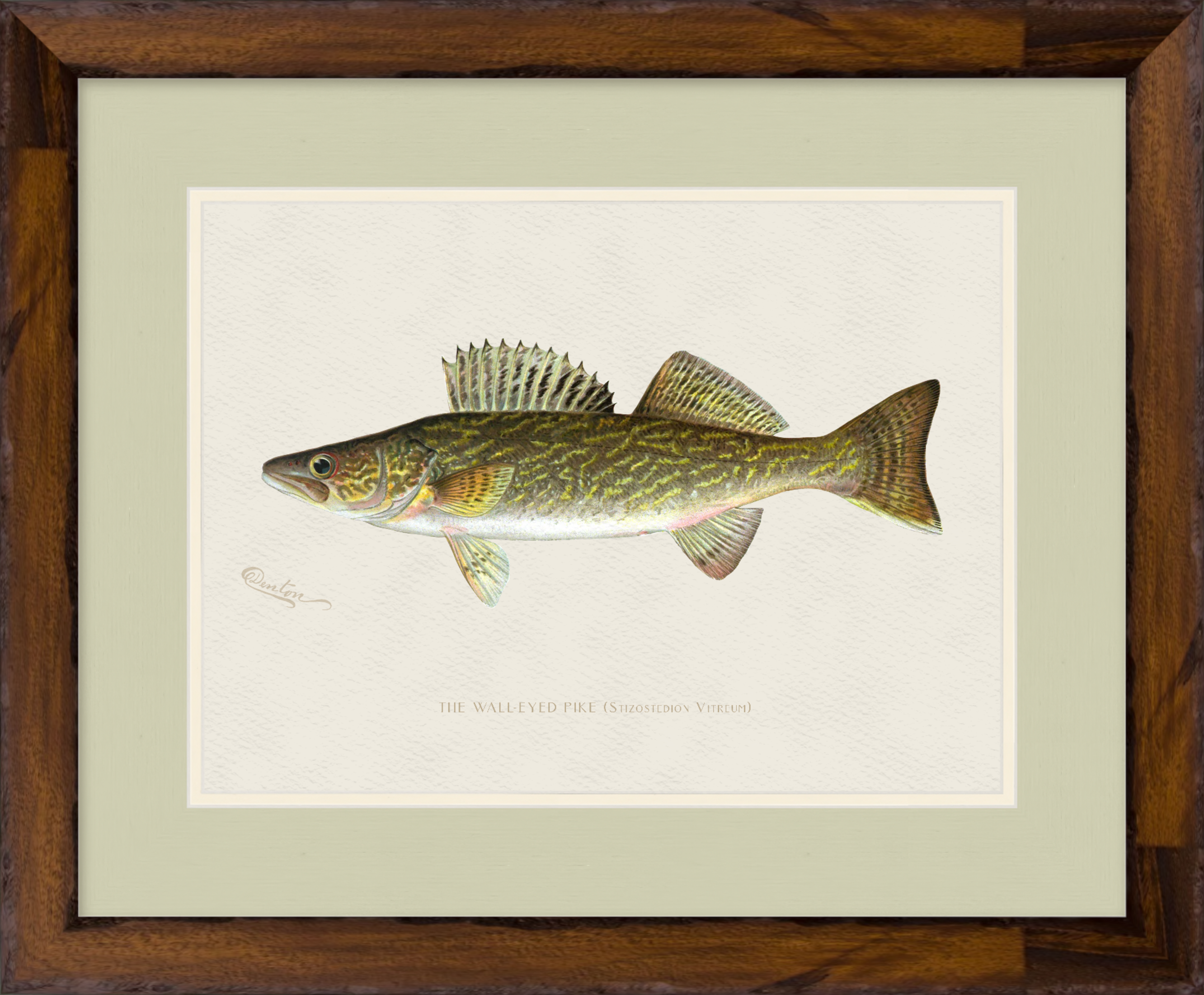 Freshwater Fish Illustrations - Walleye