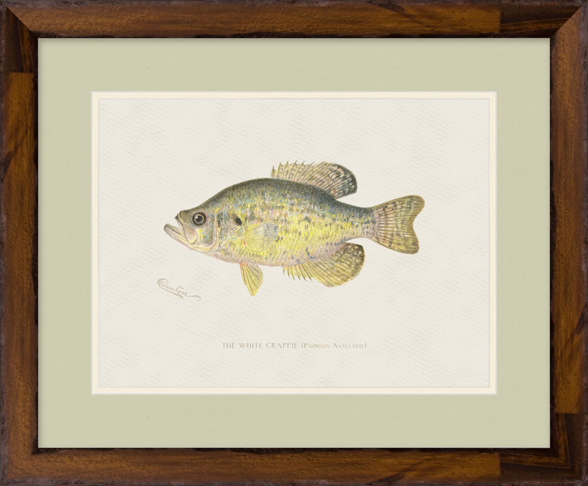 Freshwater Fish Illustrations - White Crappie