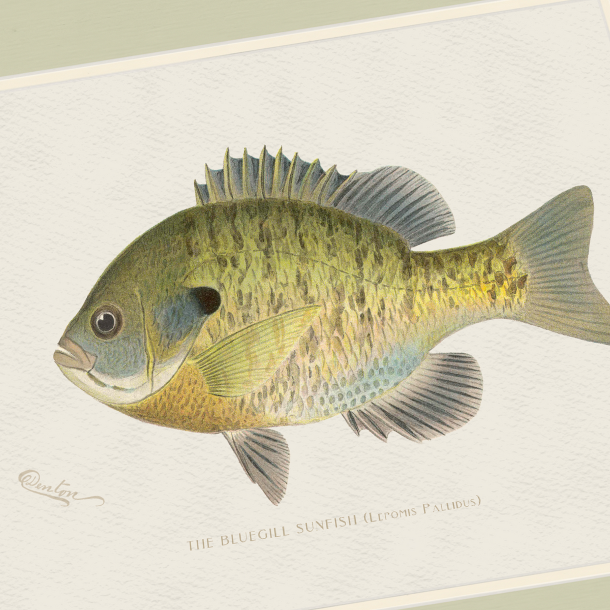 Freshwater Fish Illustrations - Bluegill Sunfish