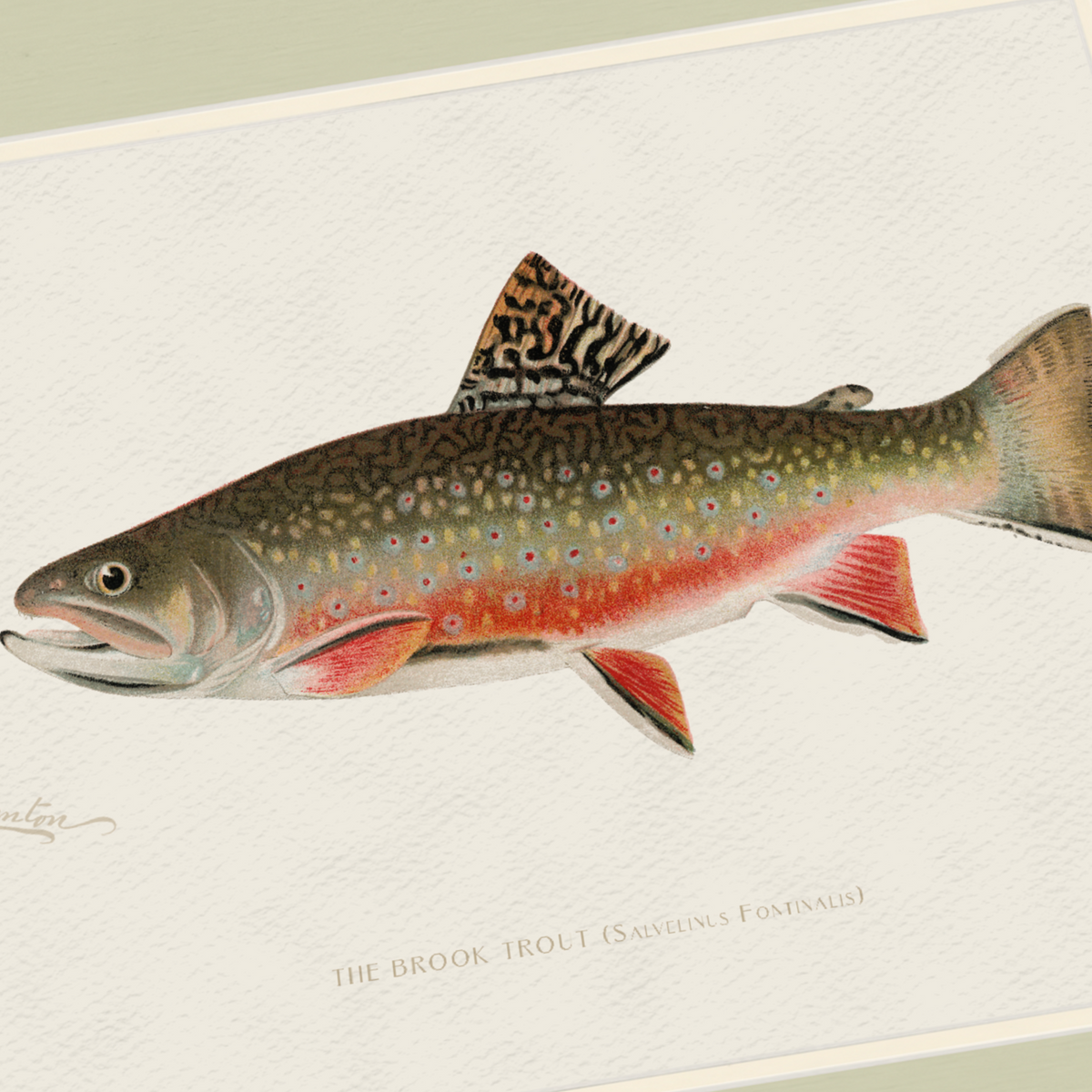Freshwater Fish Illustrations - Brook Trout
