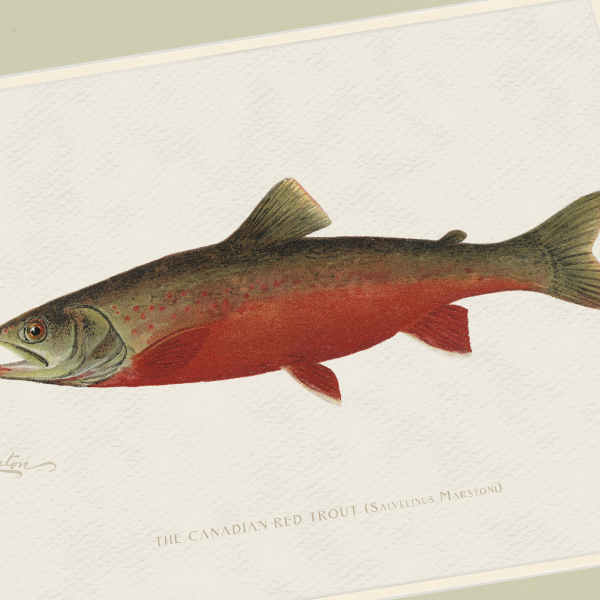 Freshwater Fish Illustrations - Canadian Red Trout