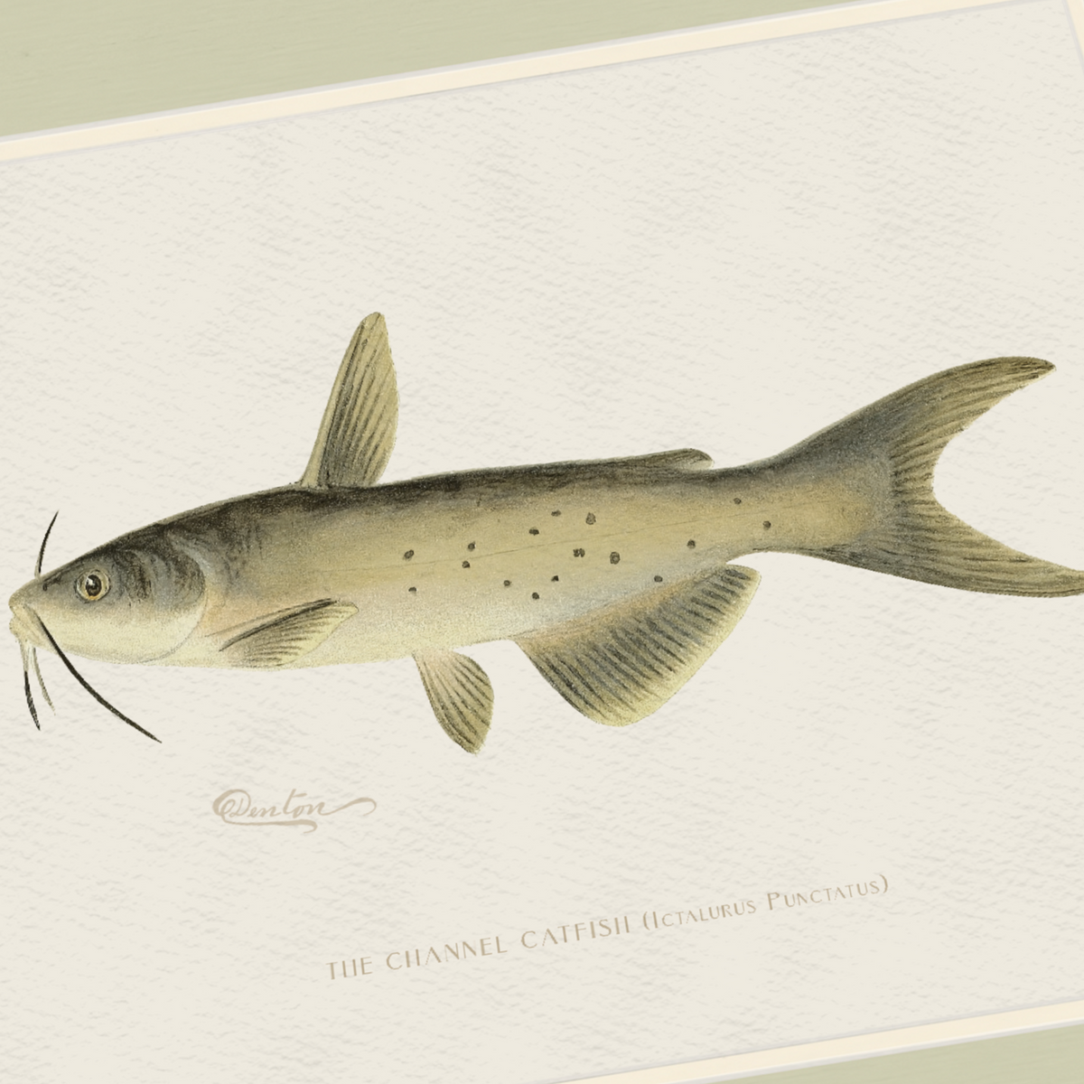 Freshwater Fish Illustrations - Channel Catfish