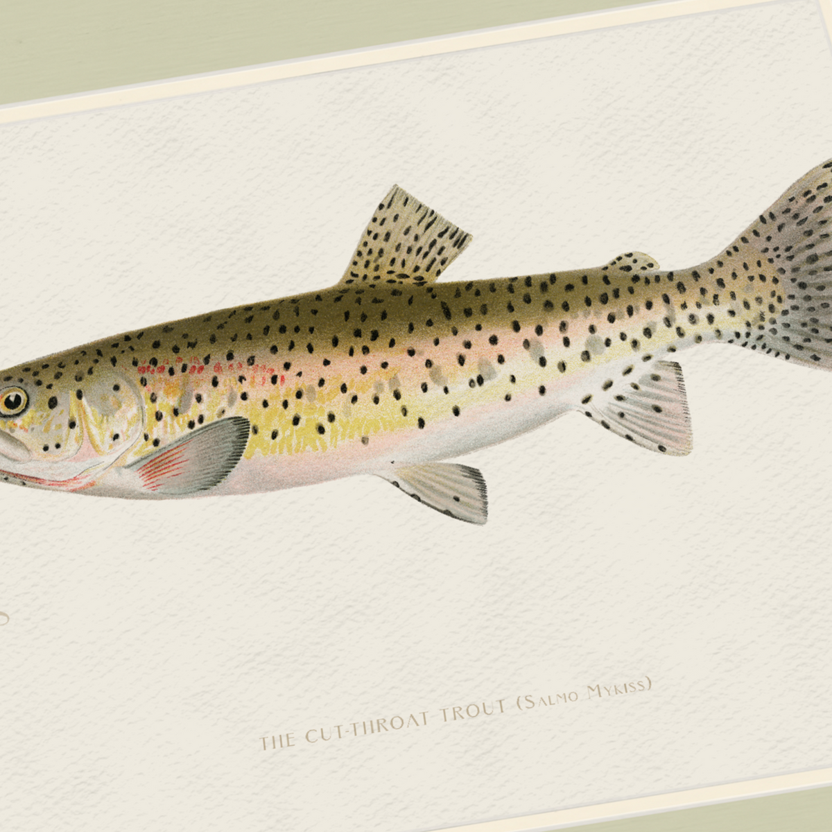 Freshwater Fish Illustrations - Cut-throat Trout