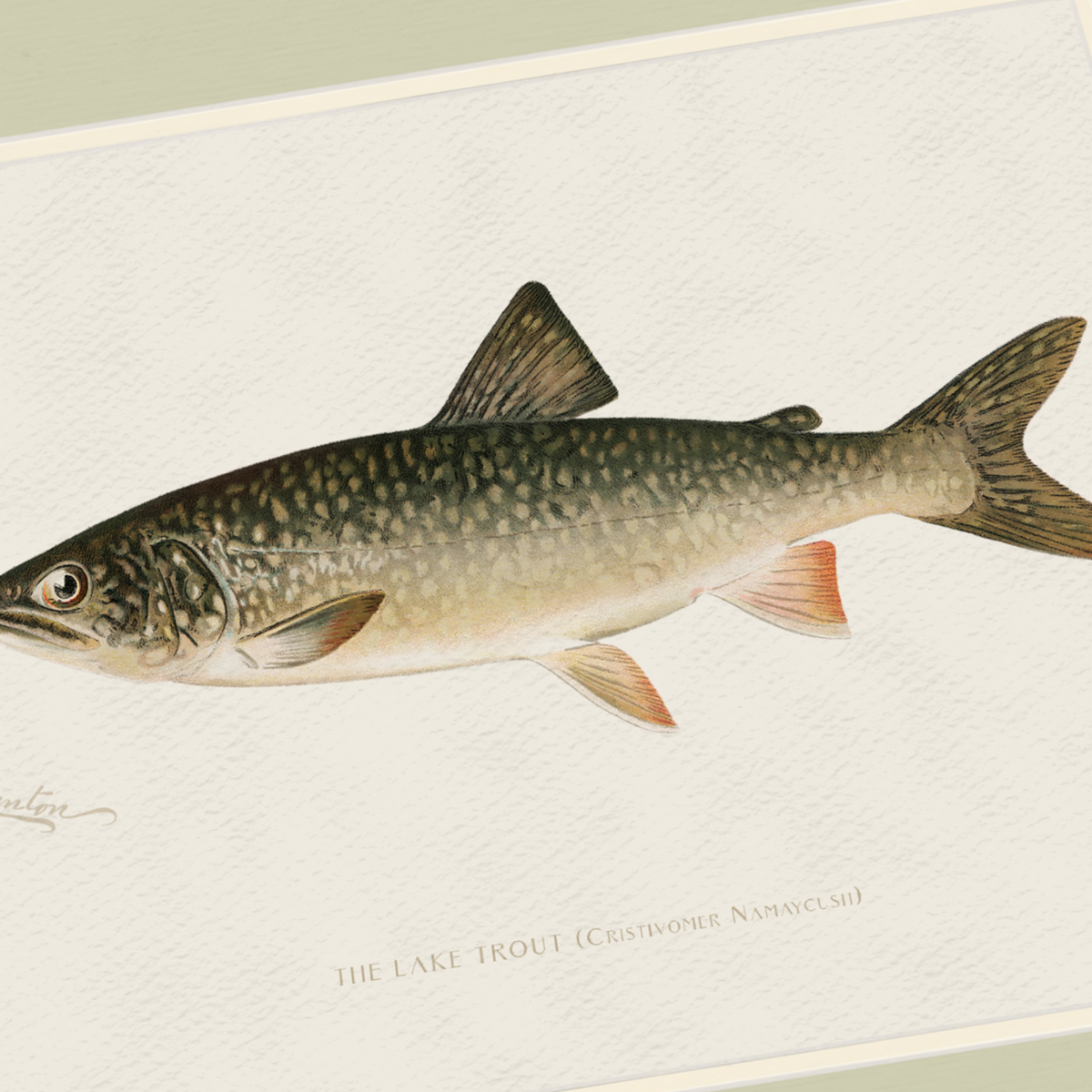 Freshwater Fish Illustrations - Lake Trout