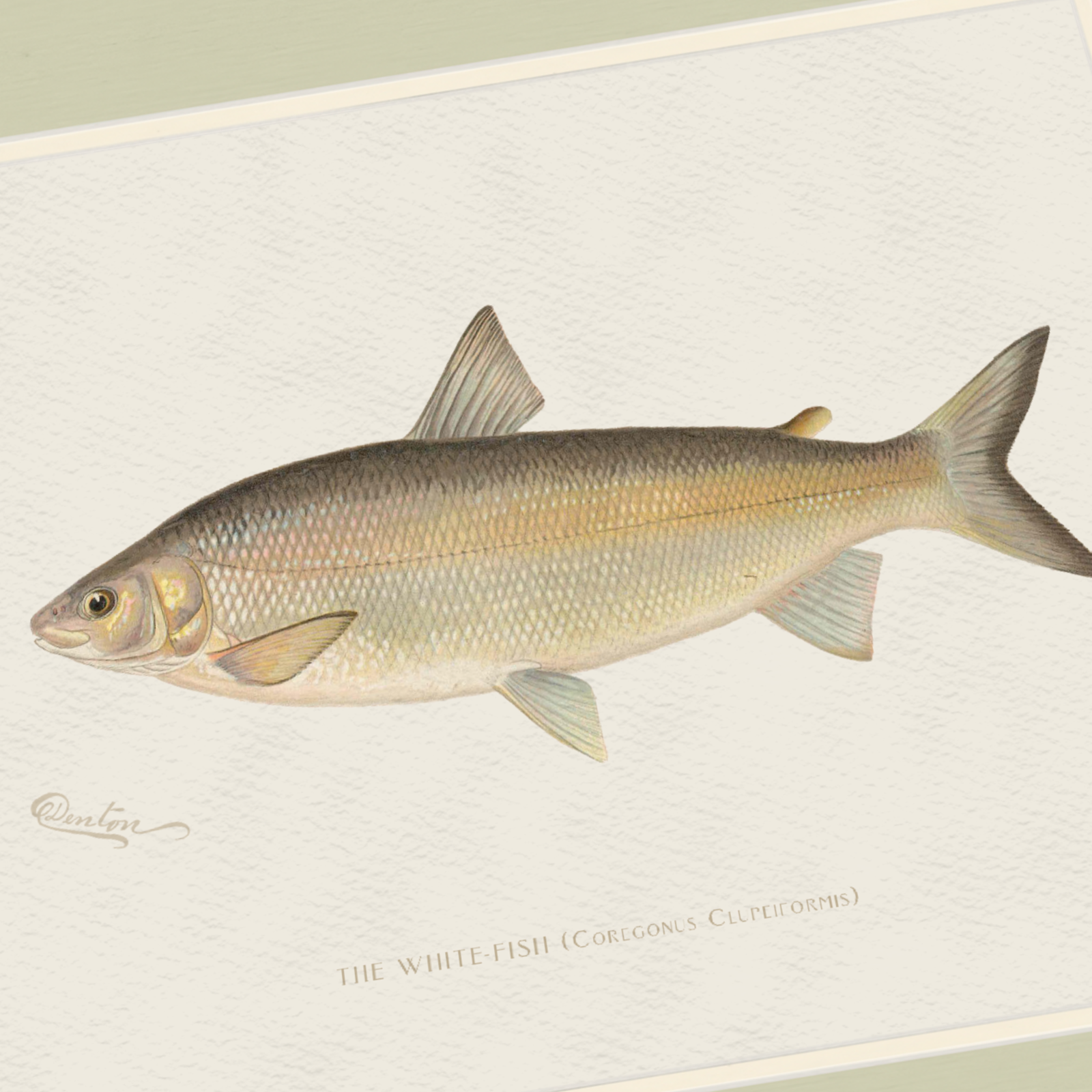 Freshwater Fish Illustrations - Lake Whitefish