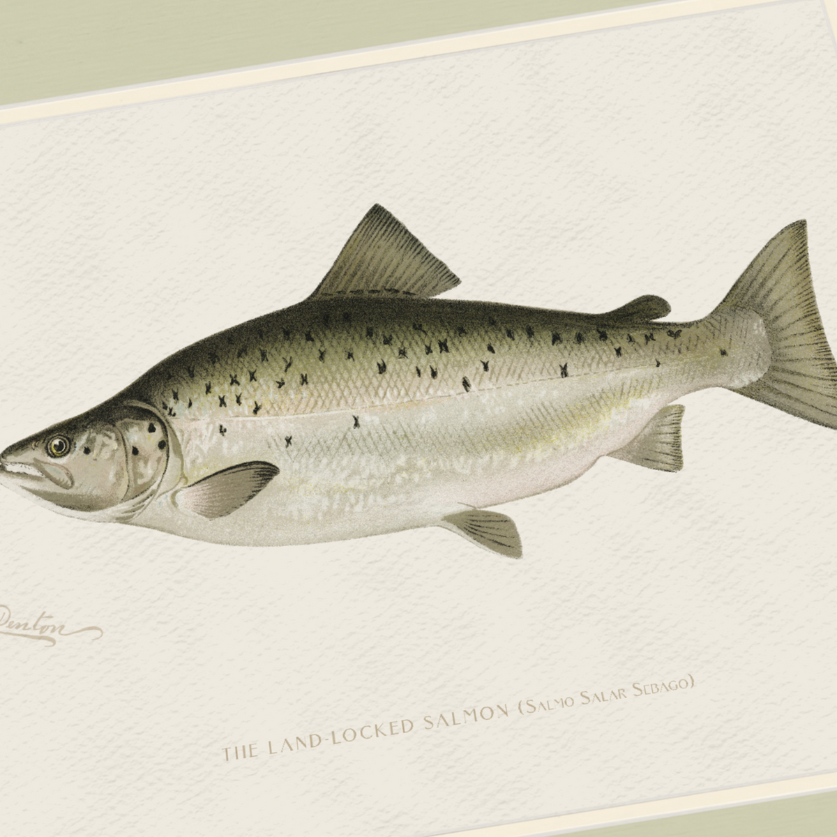 Freshwater Fish Illustrations - Landlocked Salmon